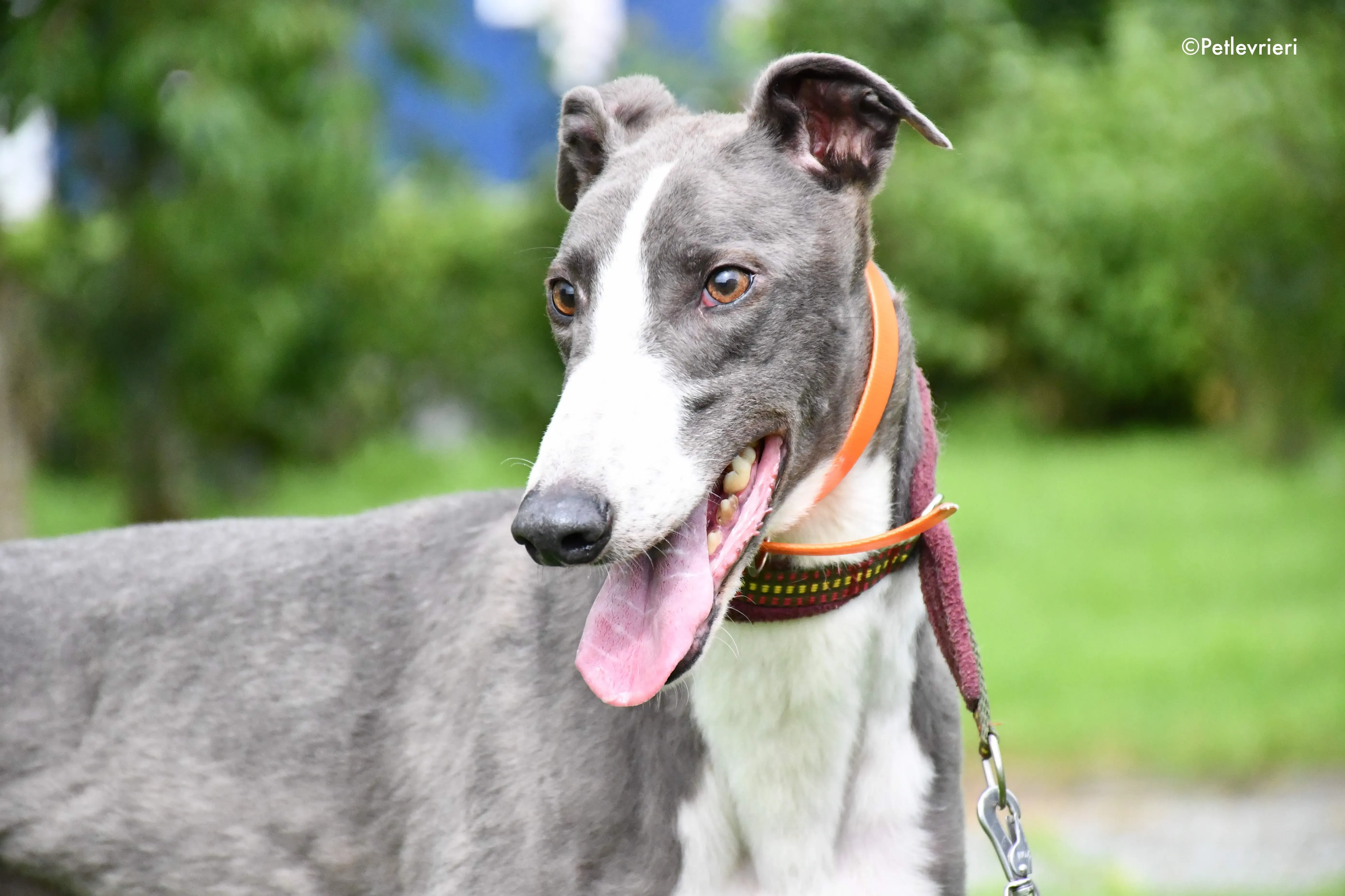 boots adozione levrieri grehyound 2