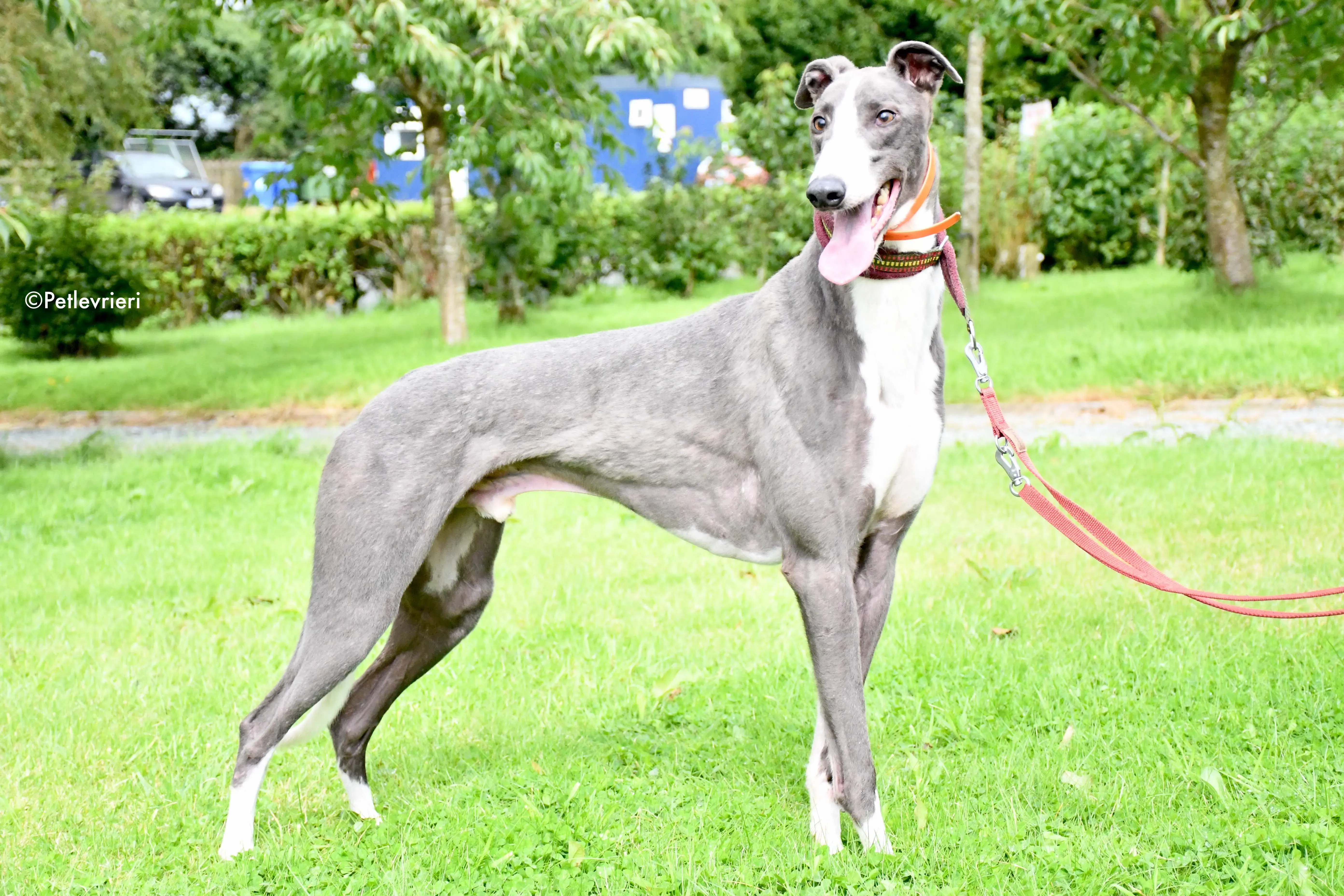 boots adozione levrieri grehyound 3