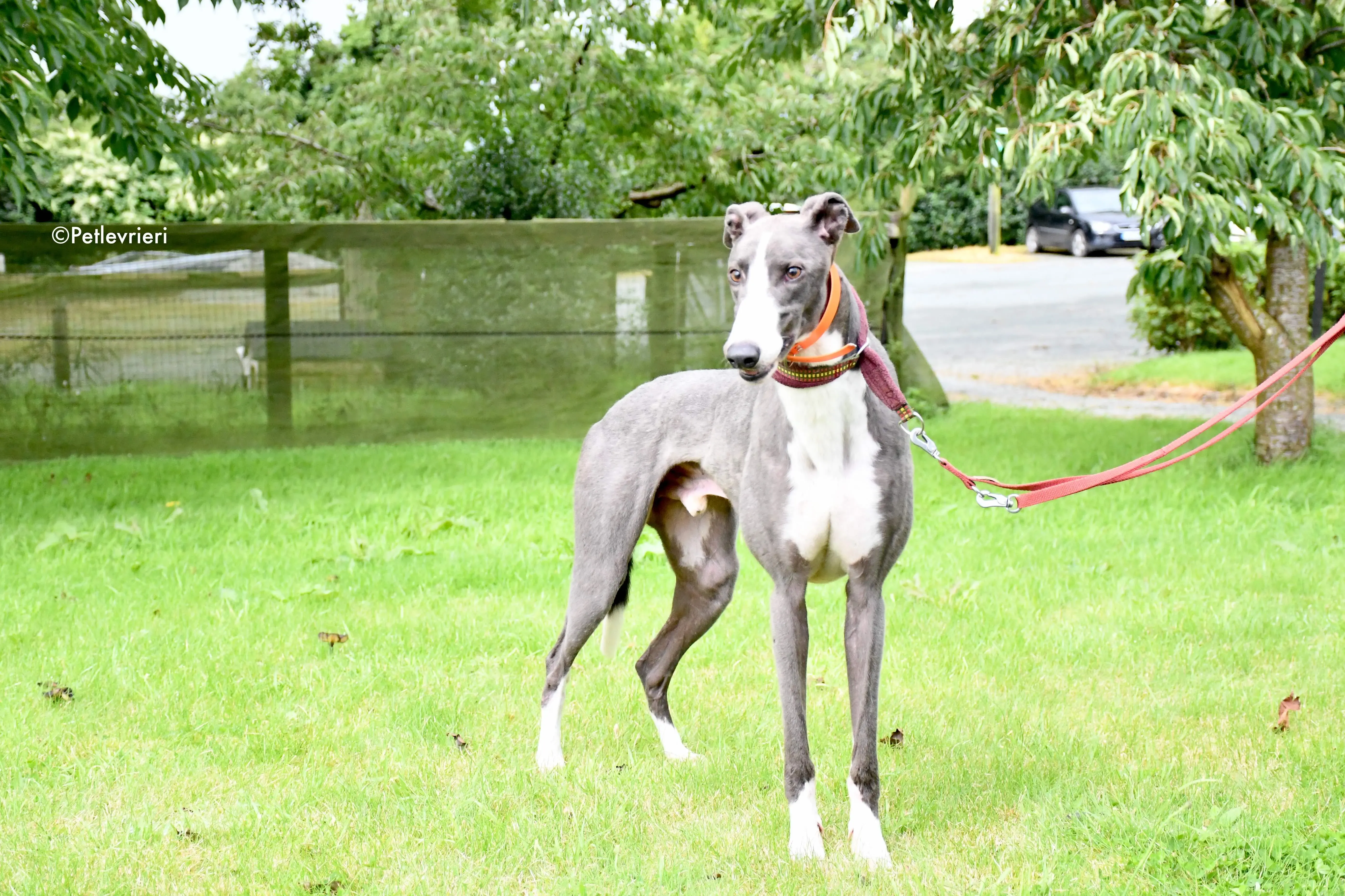 boots adozione levrieri grehyound 4