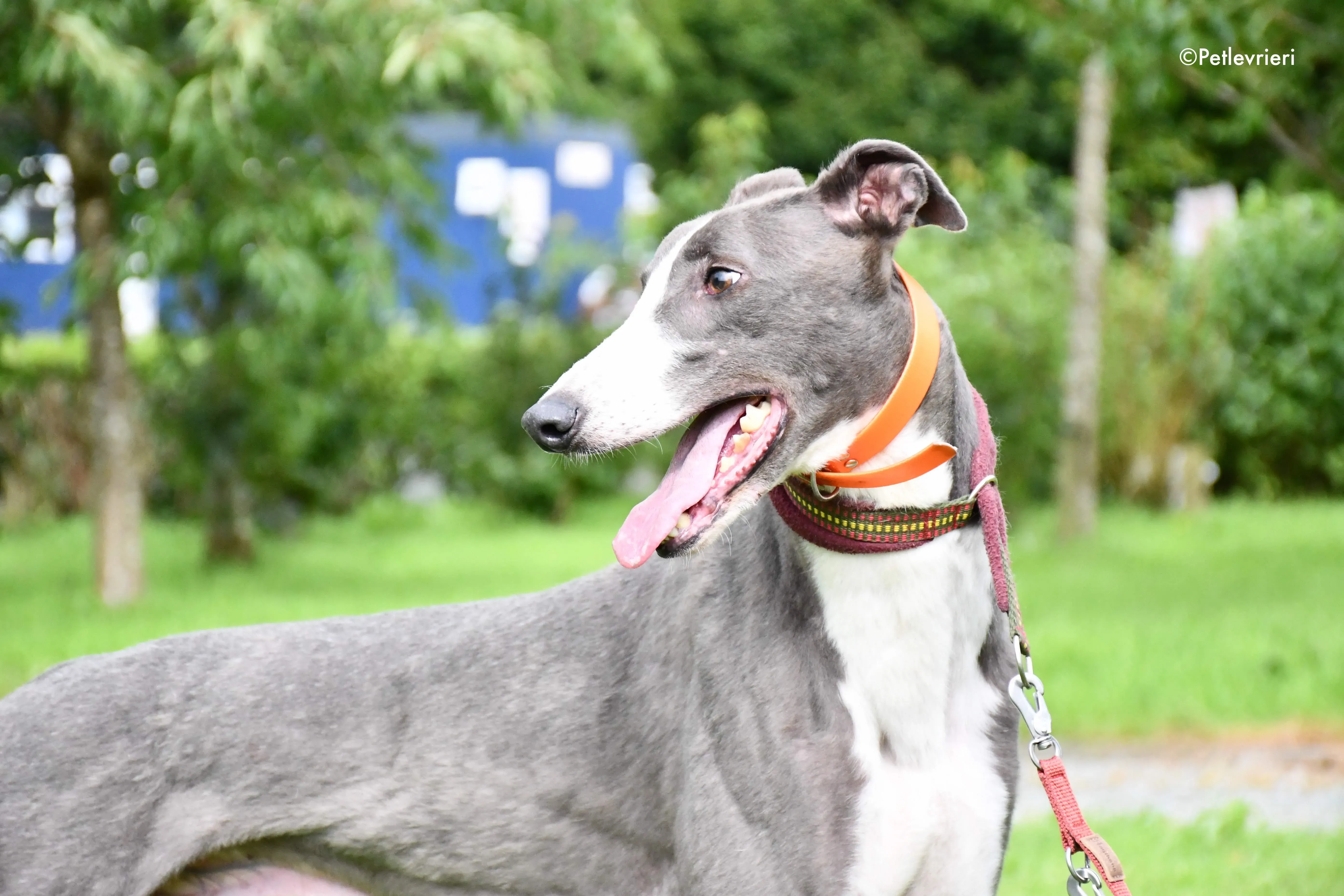 boots adozione levrieri grehyound 5