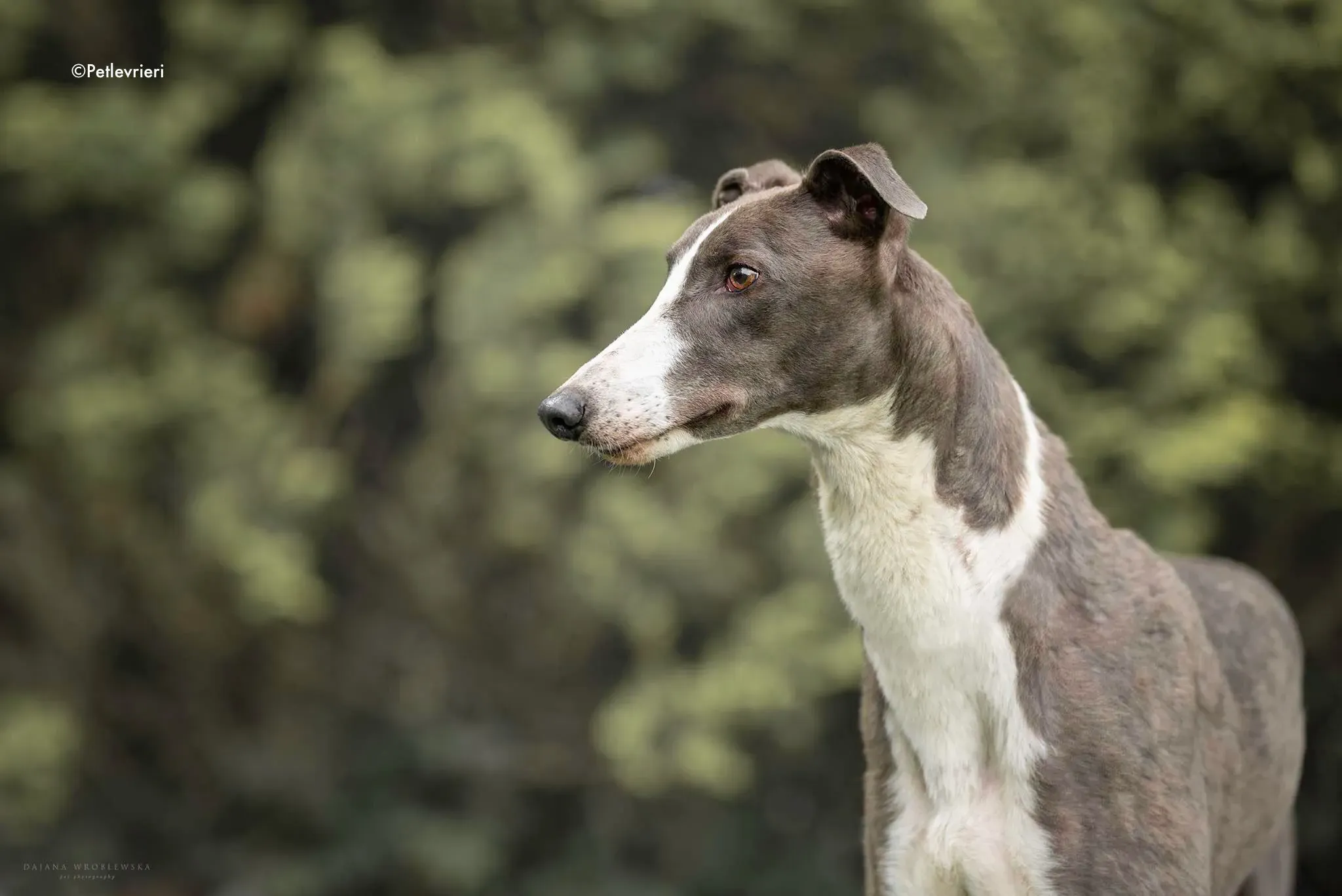 boots adozione levrieri greyhound 1