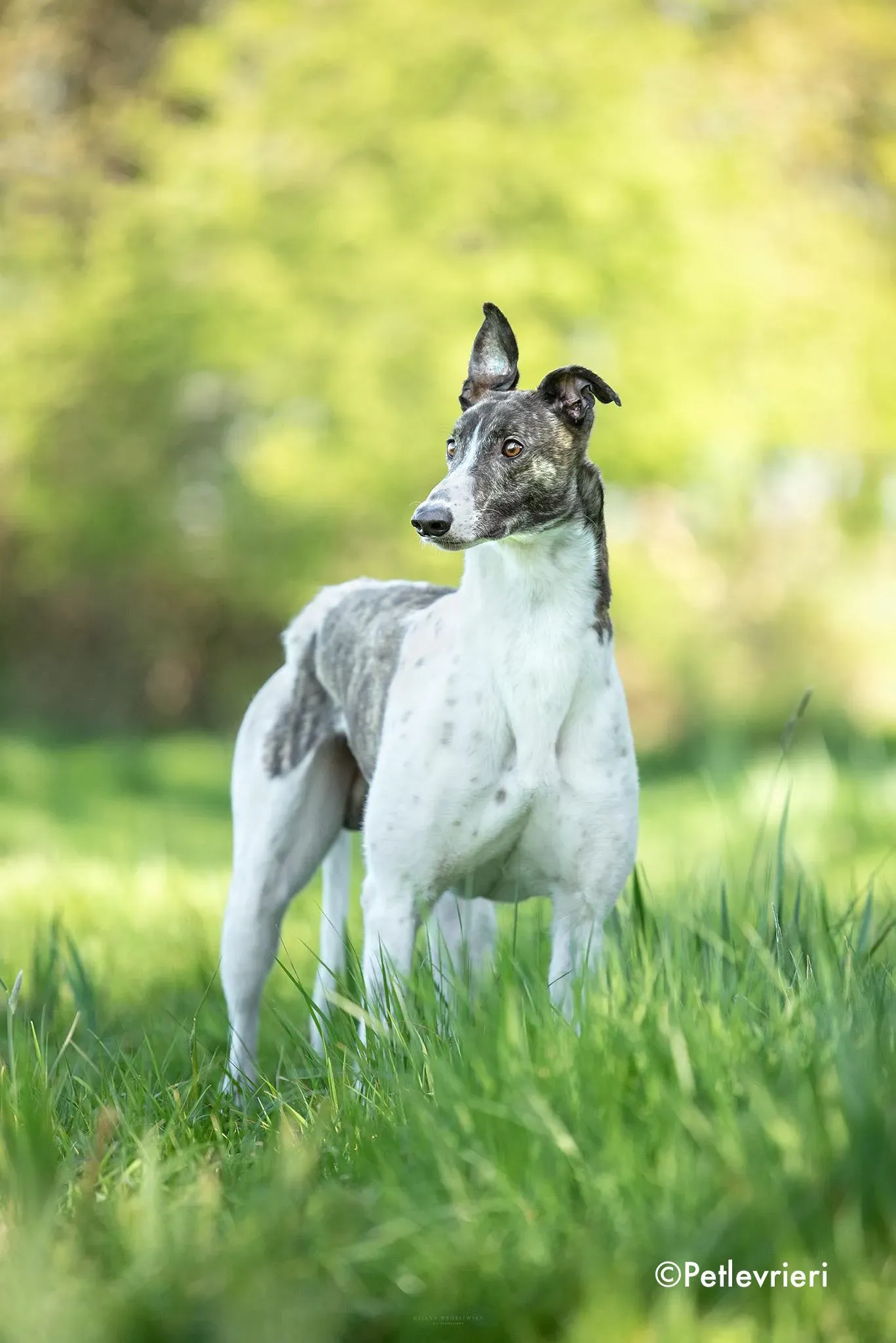 boshski adozione levrieri grehound 1