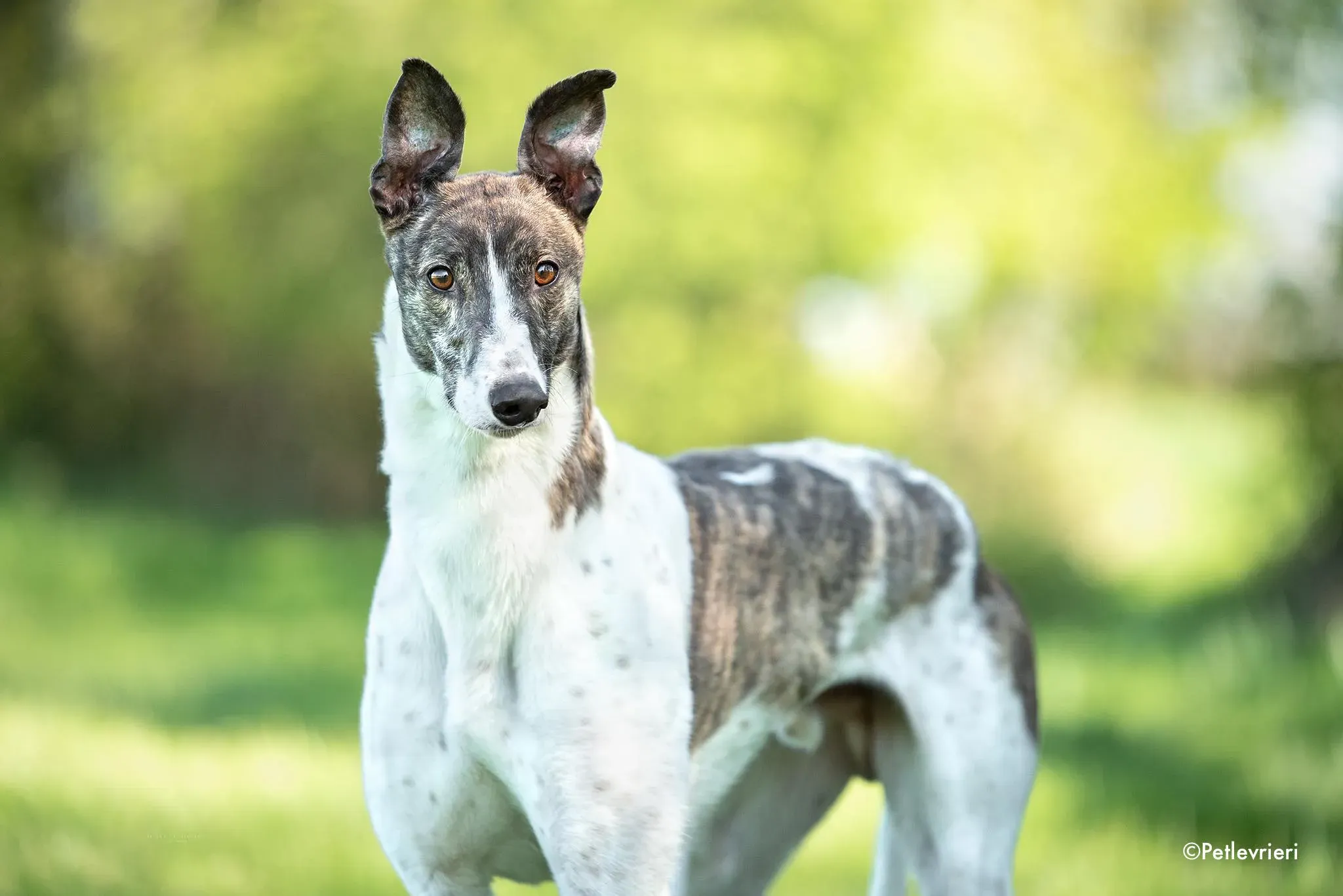 boshski adozione levrieri grehound 2