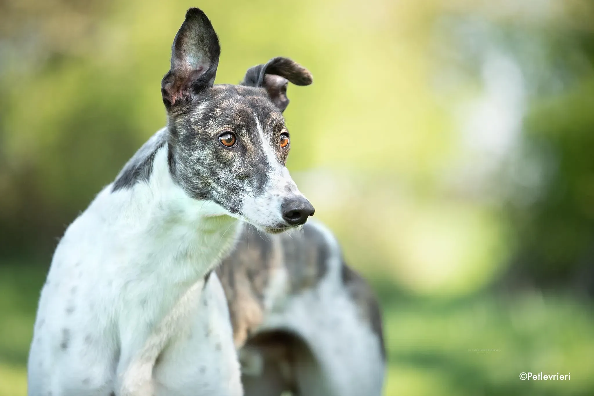 boshski adozione levrieri grehound 3