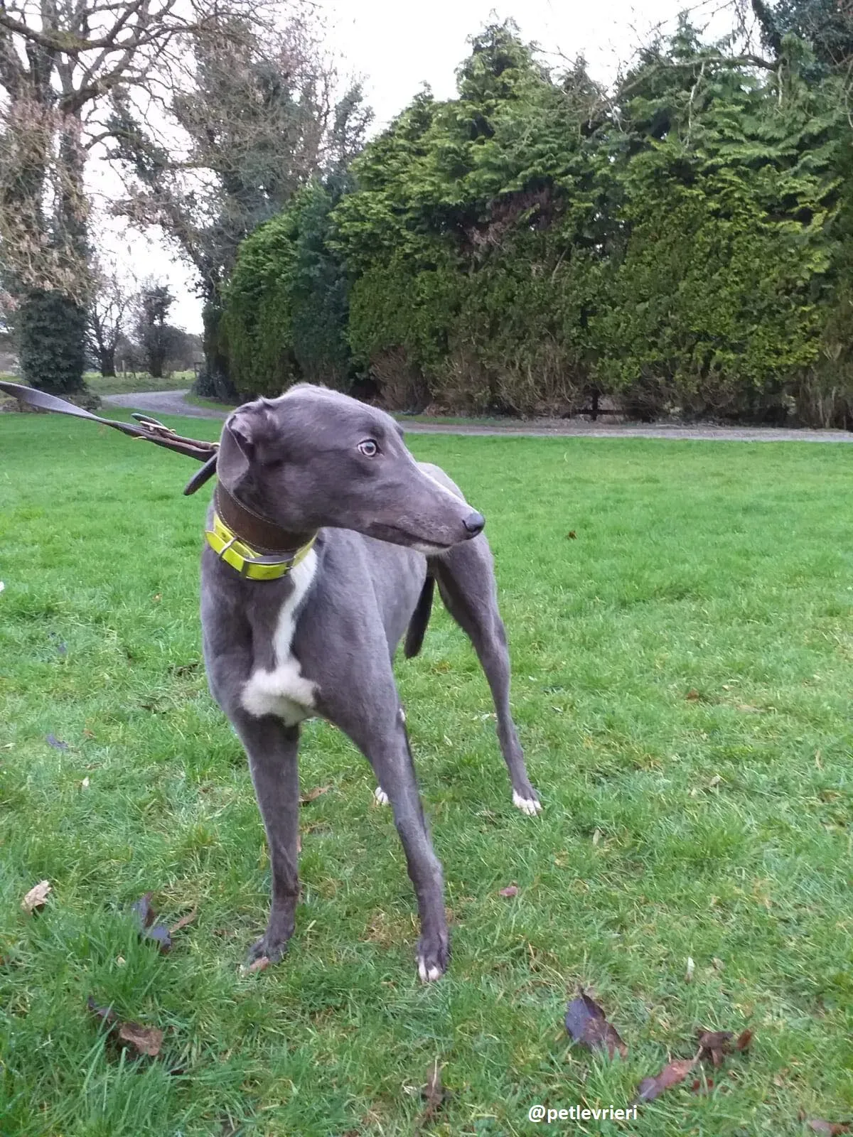 boss adozione greyhound 1