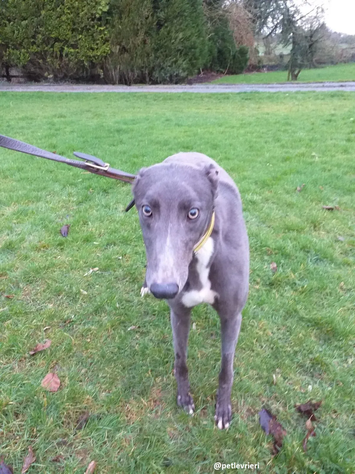 boss adozione greyhound