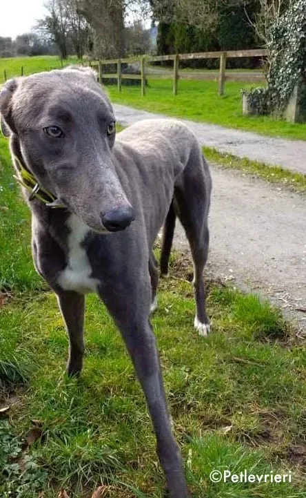 boss adozione levrieri greyhound 3