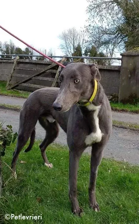 boss adozione levrieri greyhound 4