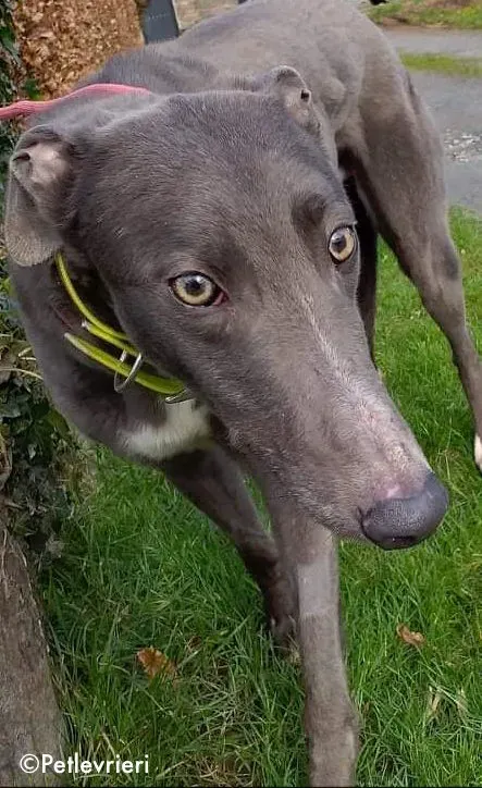 boss adozione levrieri greyhound 5