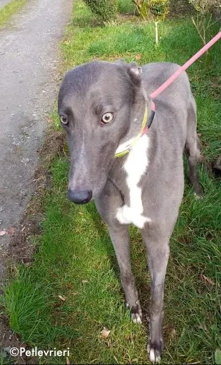 boss adozione levrieri greyhound 6