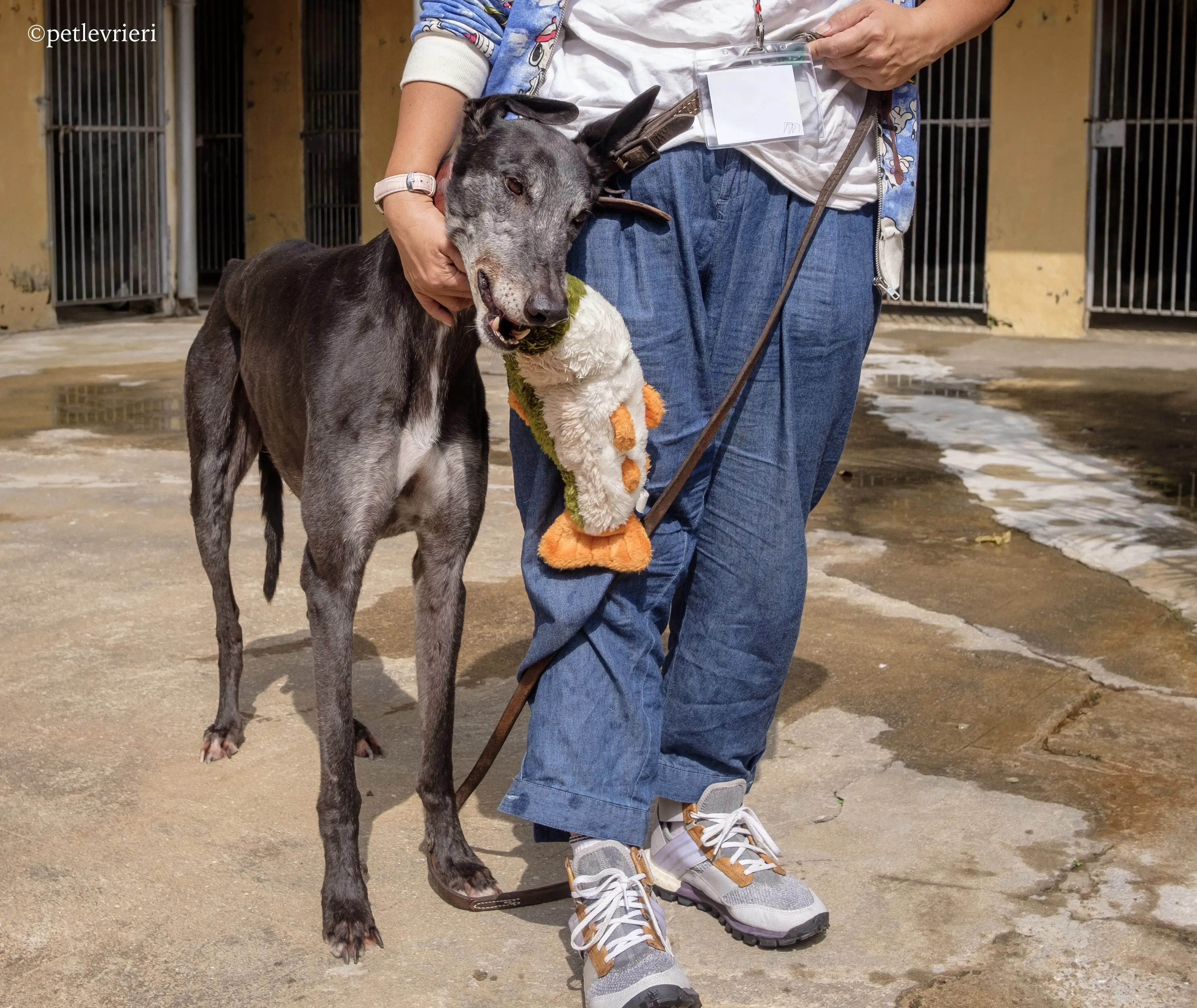 bound lil adozione levrieri greyhound macao 1