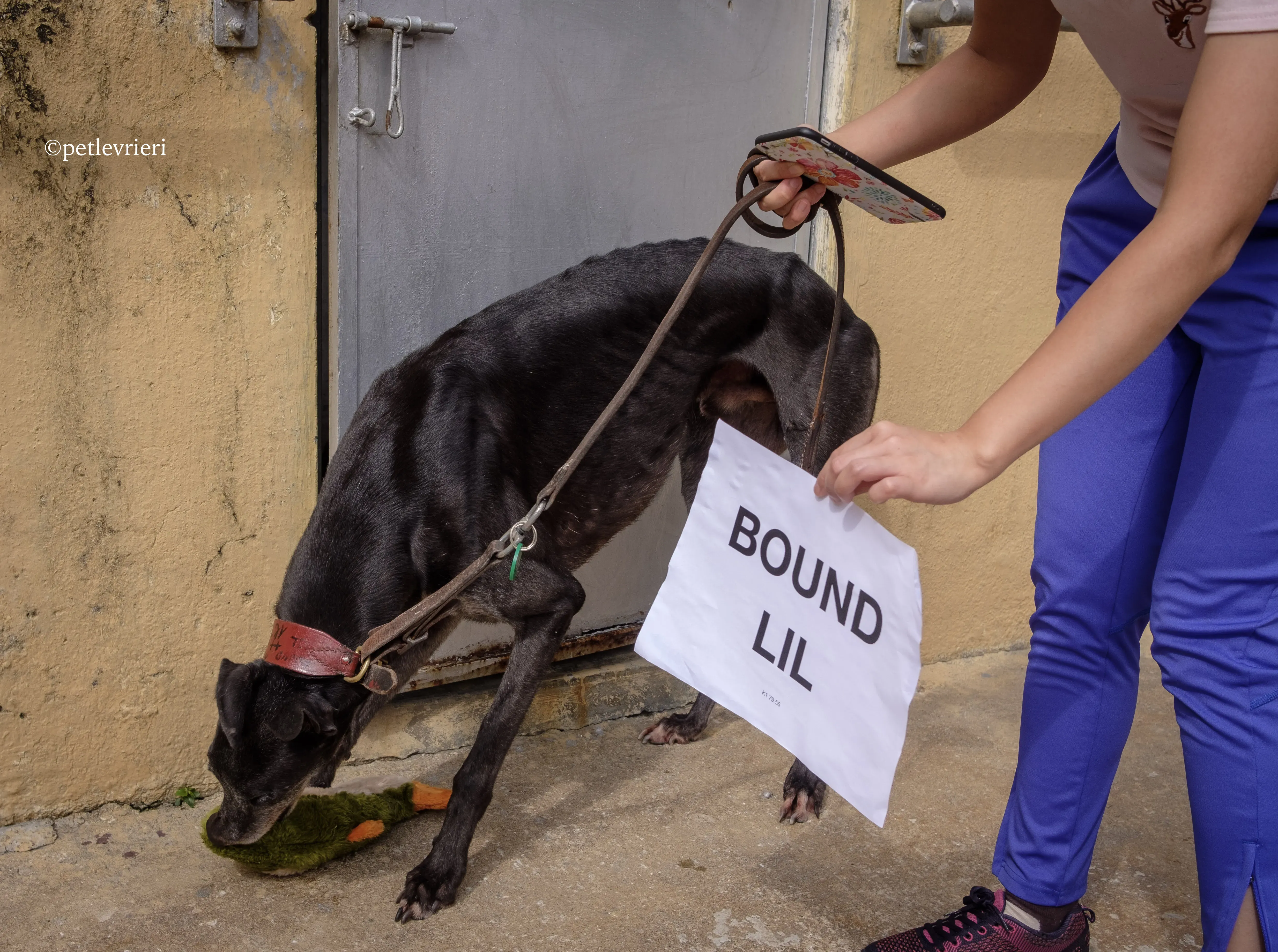 bound lil adozione levrieri greyhound macao 10