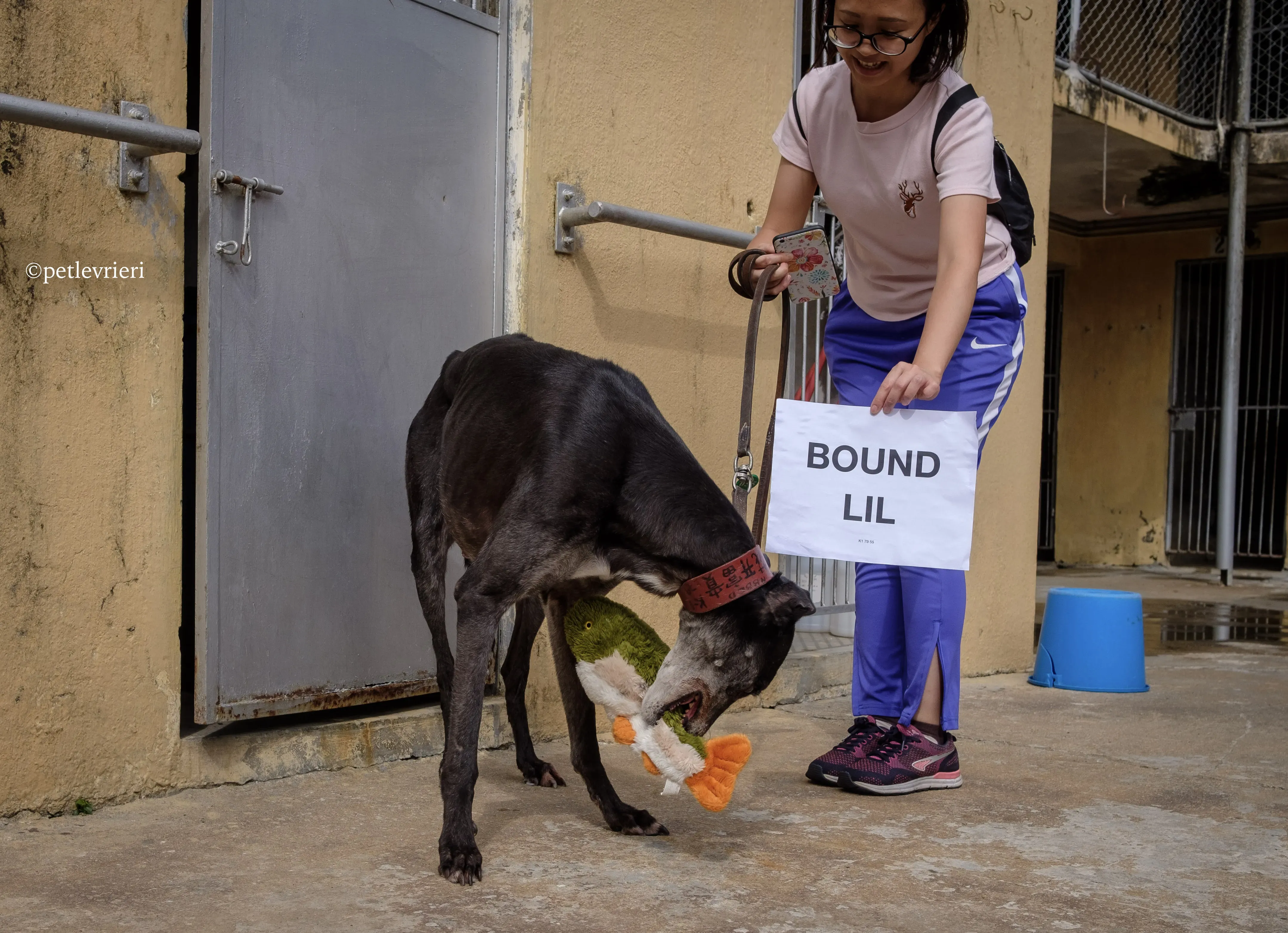 bound lil adozione levrieri greyhound macao 11
