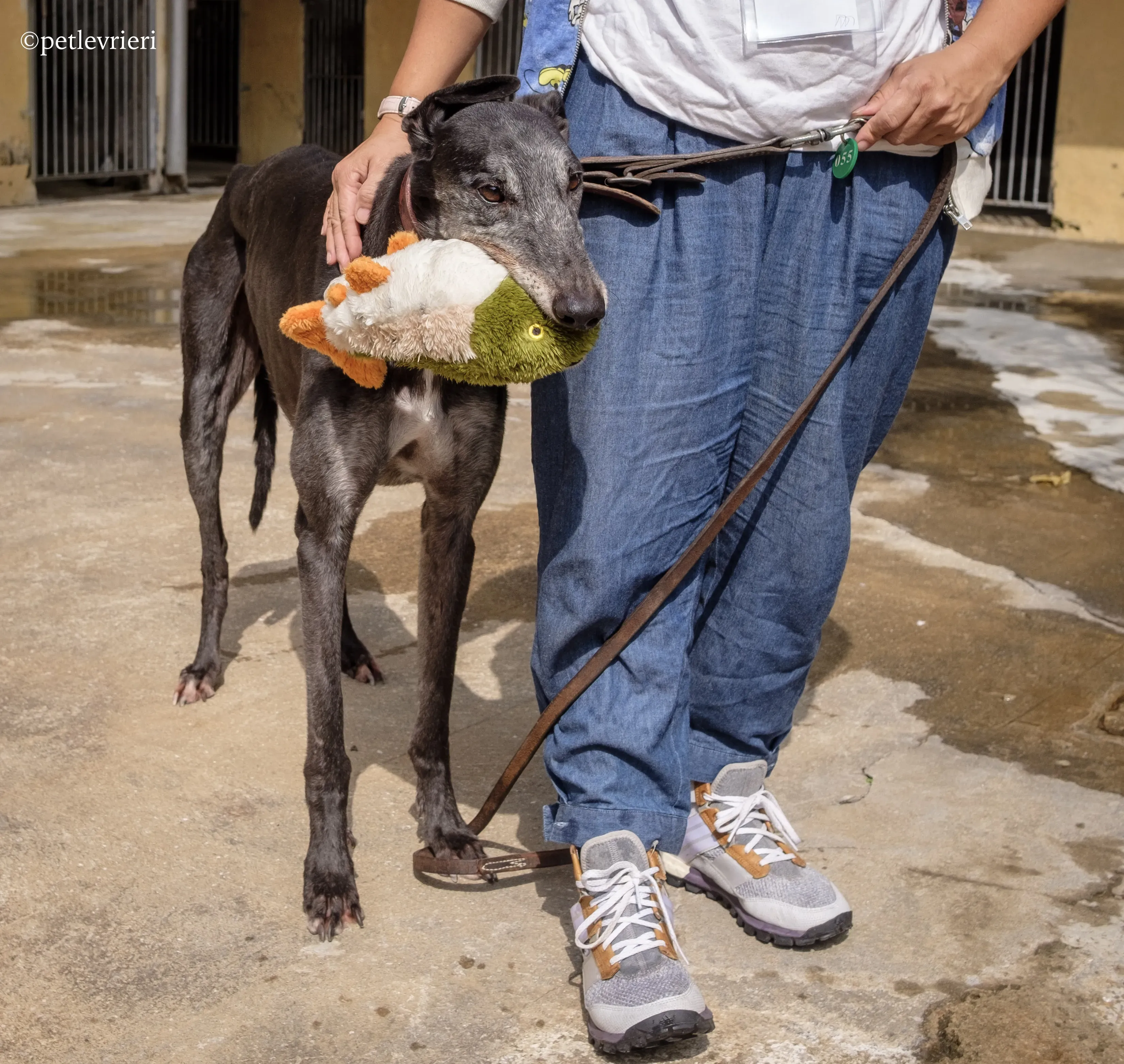 bound lil adozione levrieri greyhound macao 2
