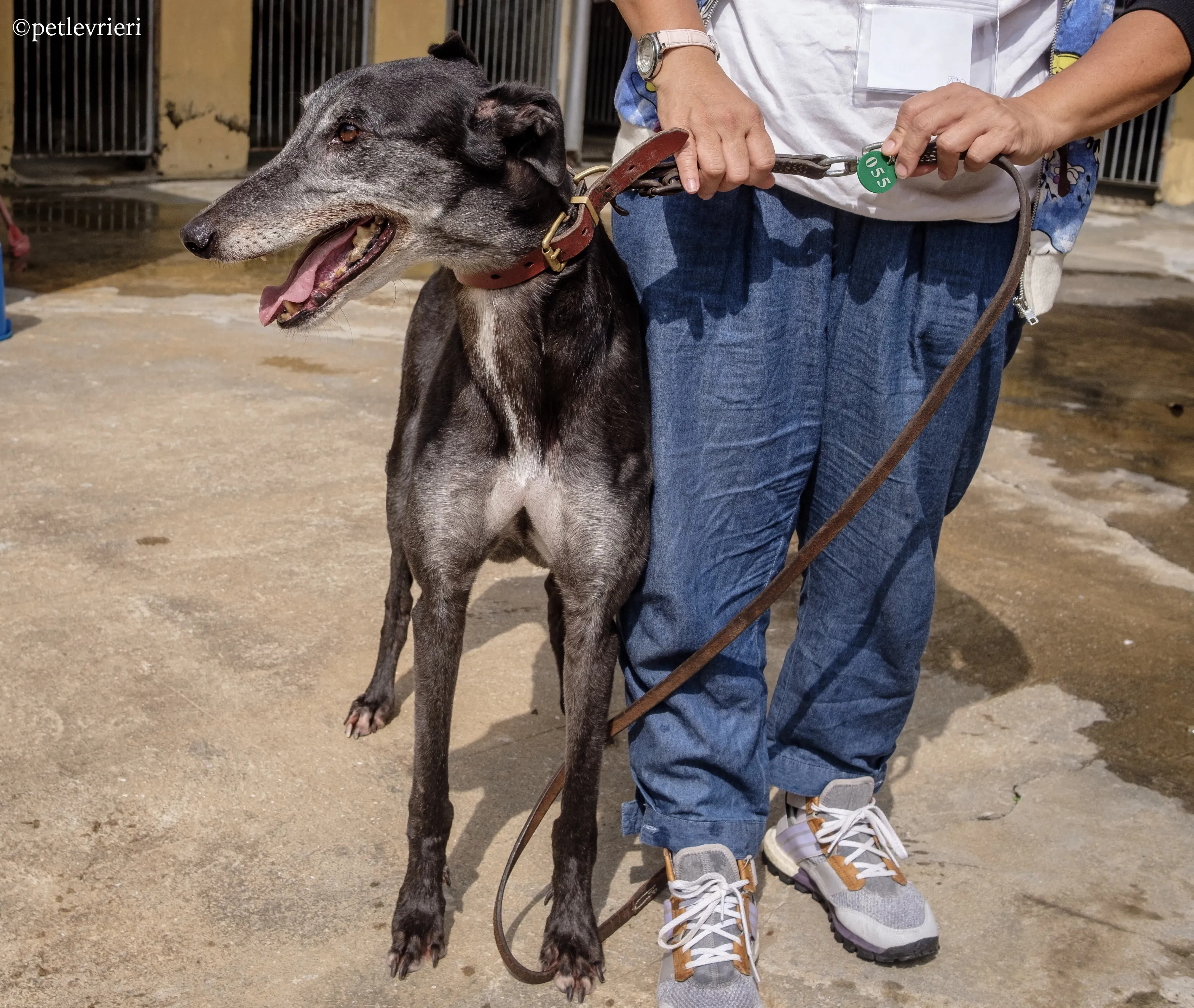 bound lil adozione levrieri greyhound macao 3