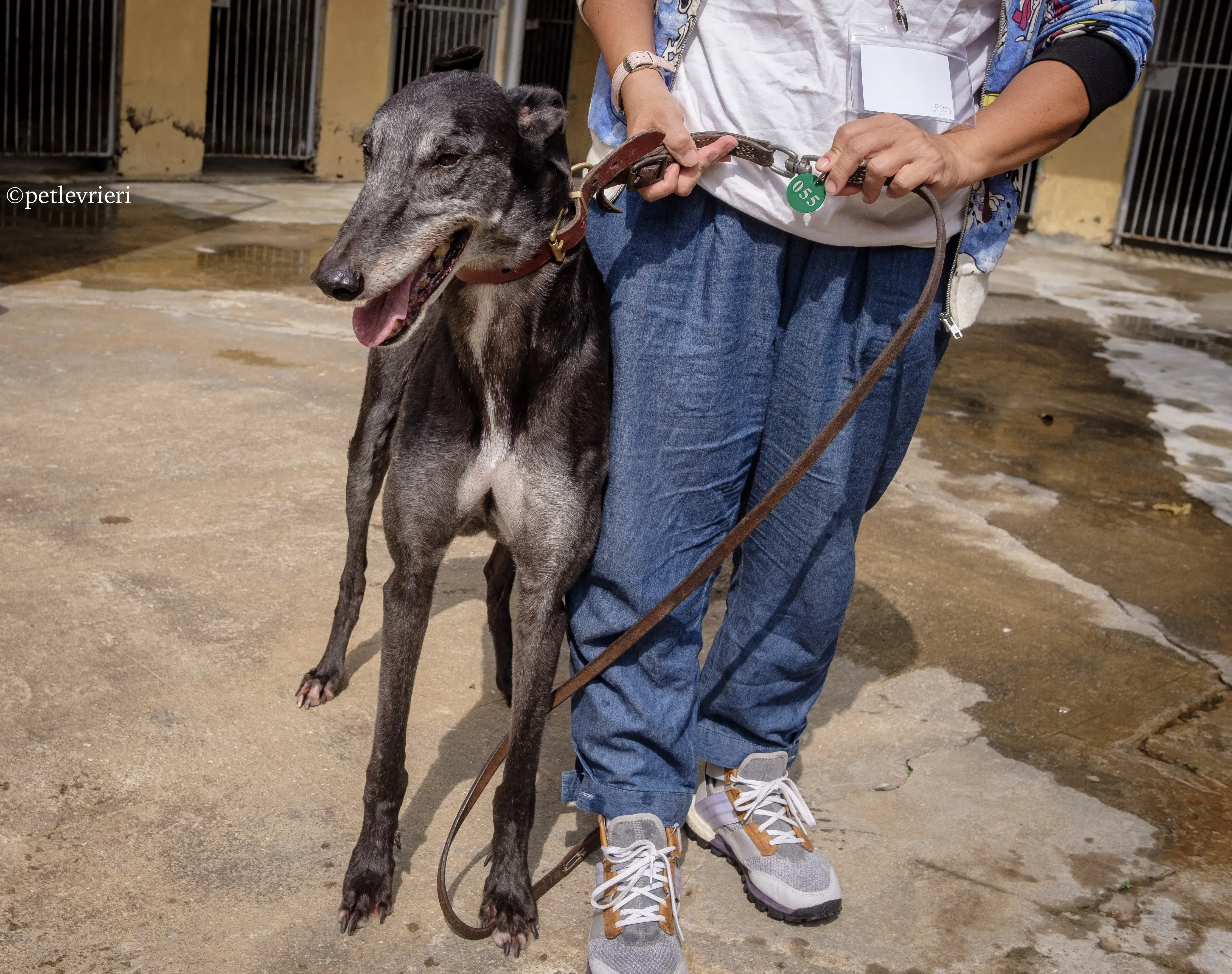 bound lil adozione levrieri greyhound macao 4