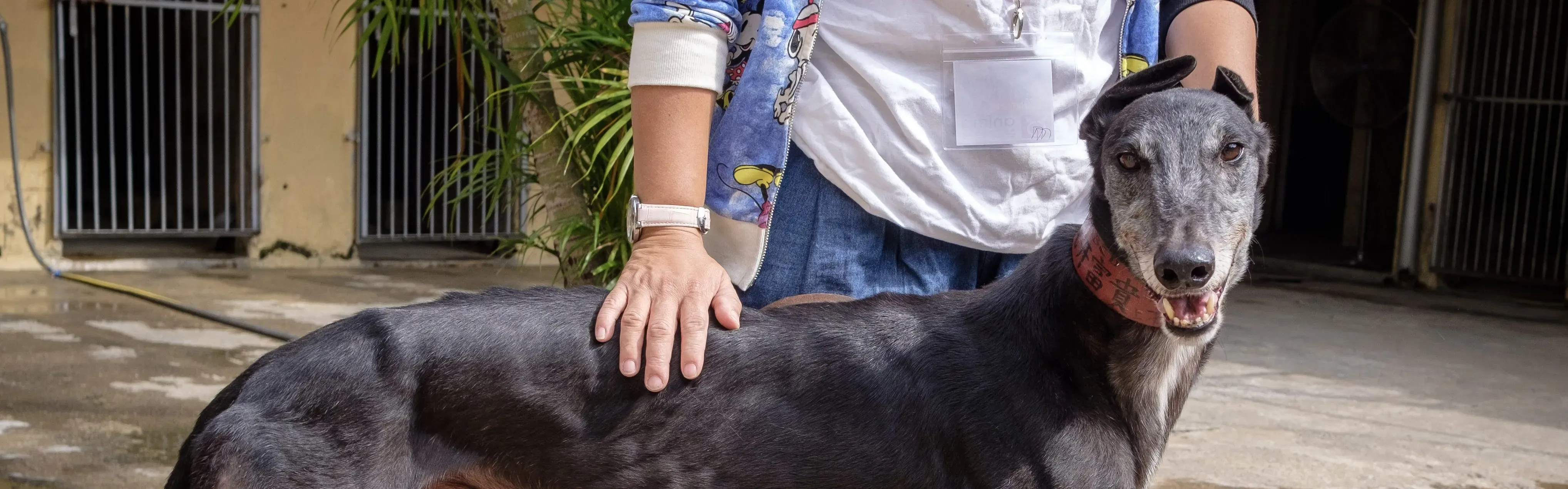 bound lil adozione levrieri greyhound macao 5 e1542229984337