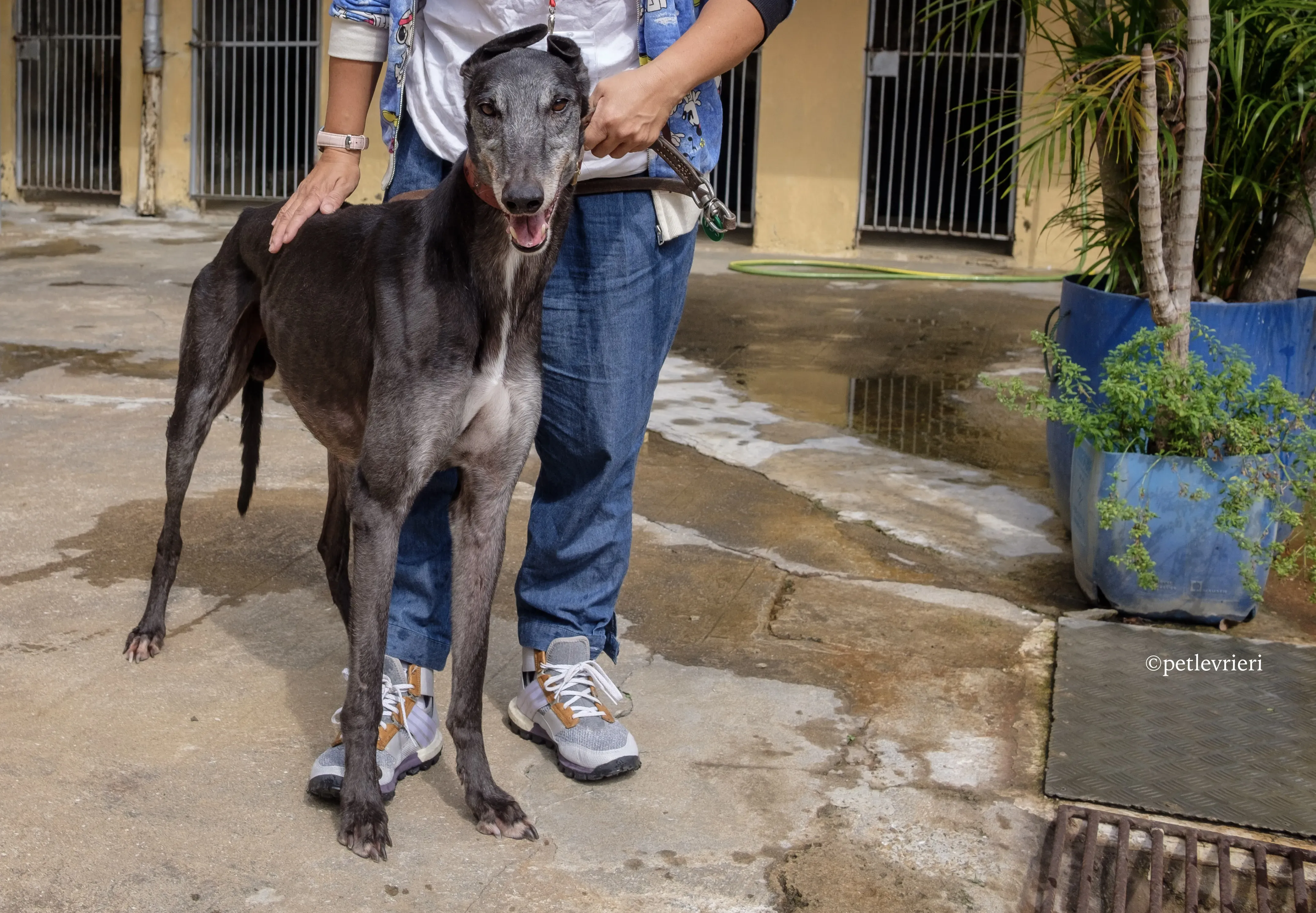 bound lil adozione levrieri greyhound macao 6
