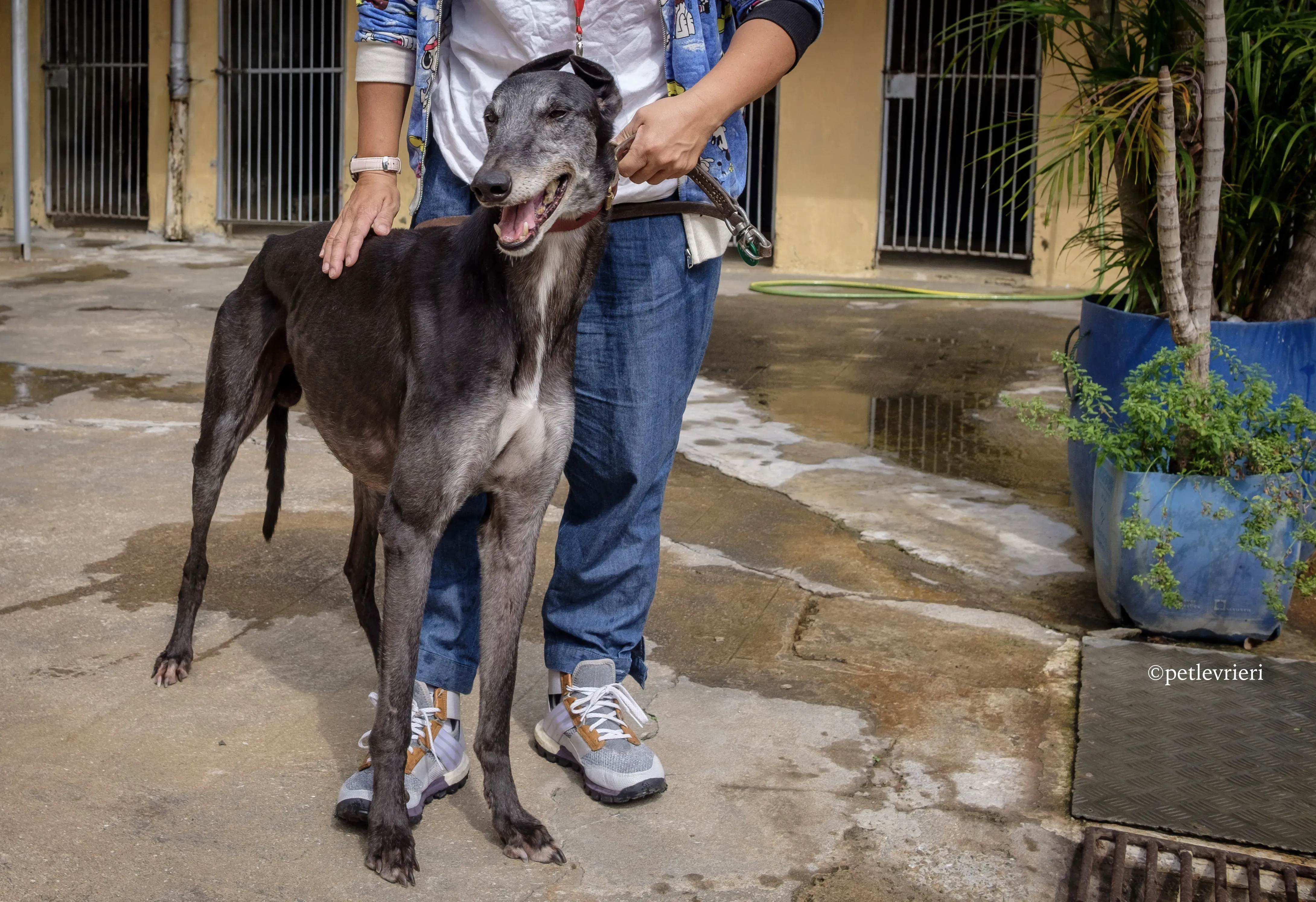 bound lil adozione levrieri greyhound macao 7