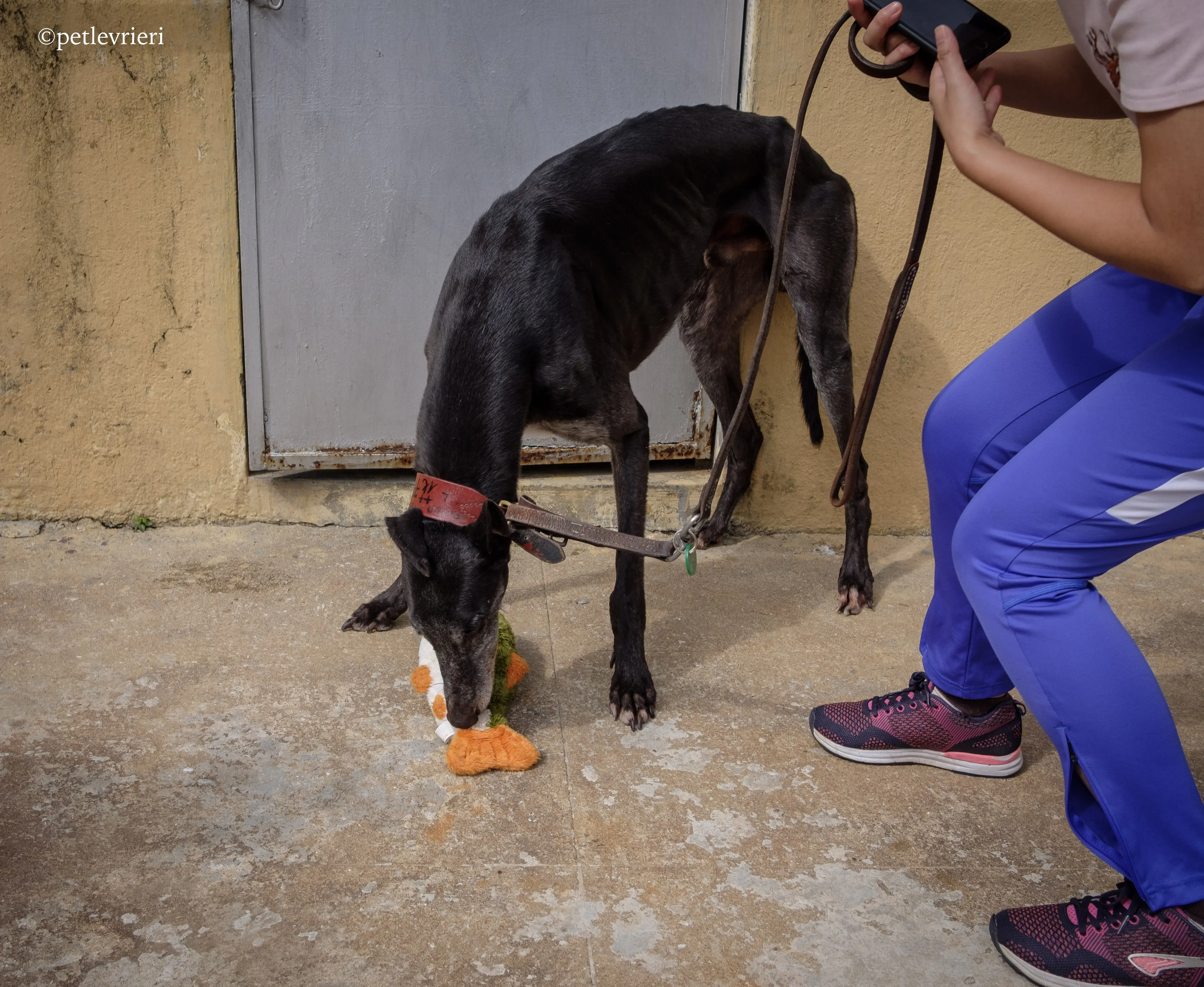 bound lil adozione levrieri greyhound macao 8
