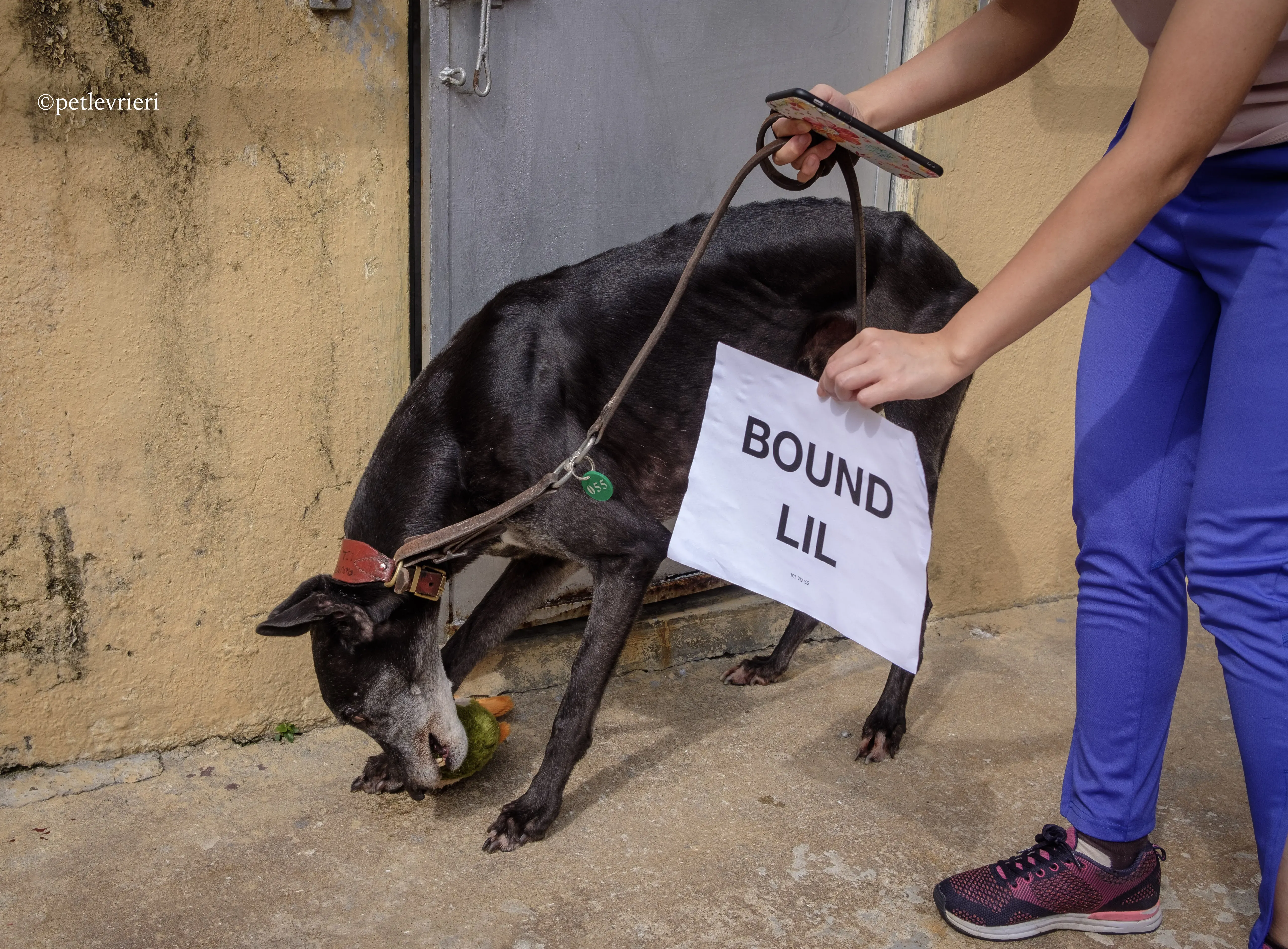 bound lil adozione levrieri greyhound macao 9