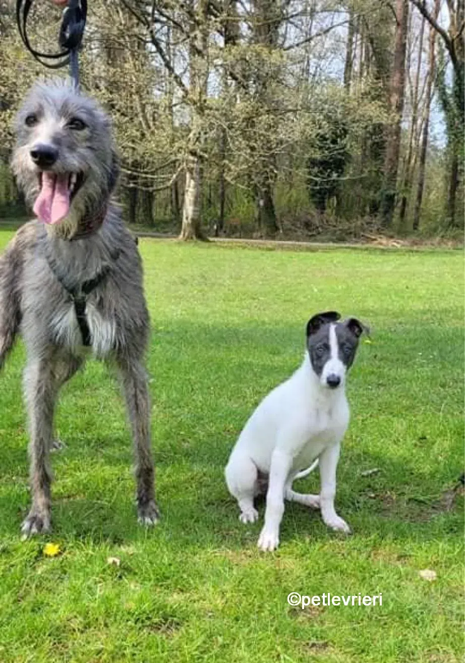 bouzouki lurcher adozione pet levrieri 09