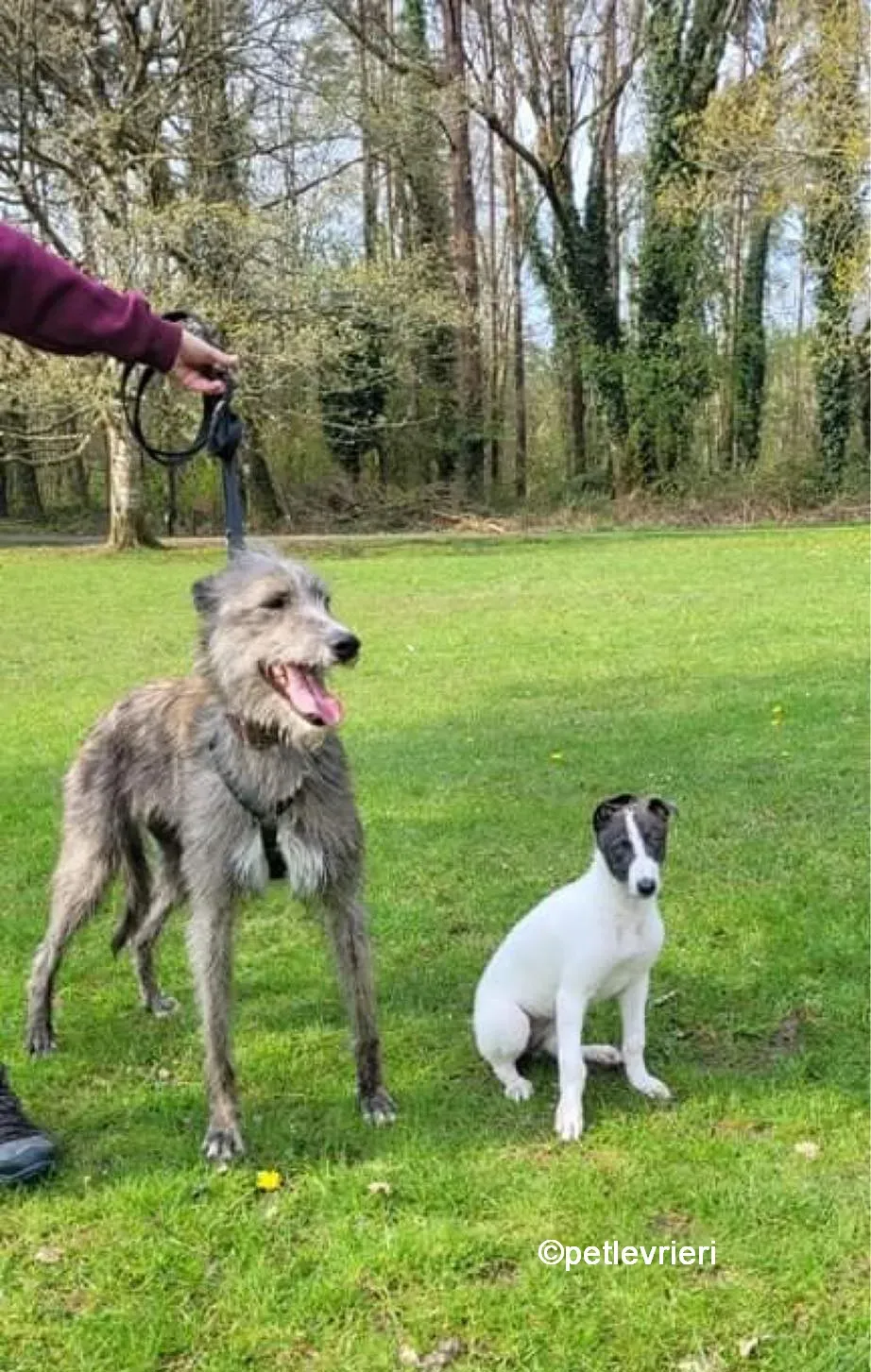 bouzouki lurcher adozione pet levrieri 10