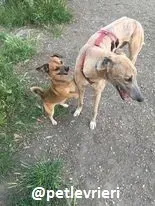 boyd adozione greyhound 1 1