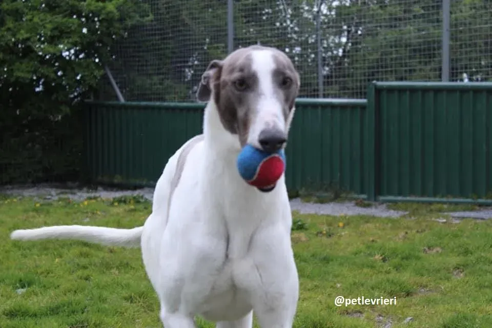 boyd adozione greyhound 2