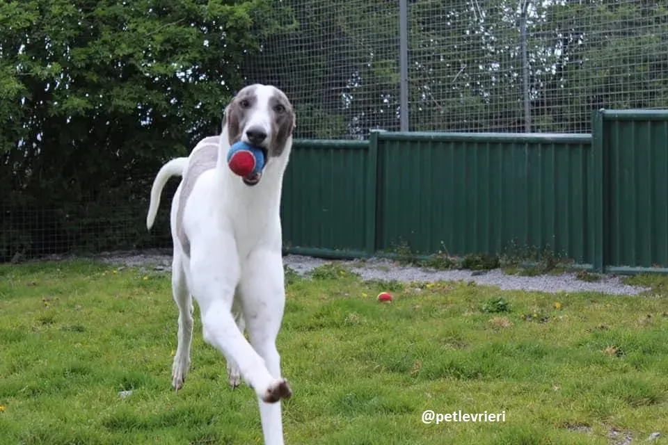 boyd adozione greyhound 3
