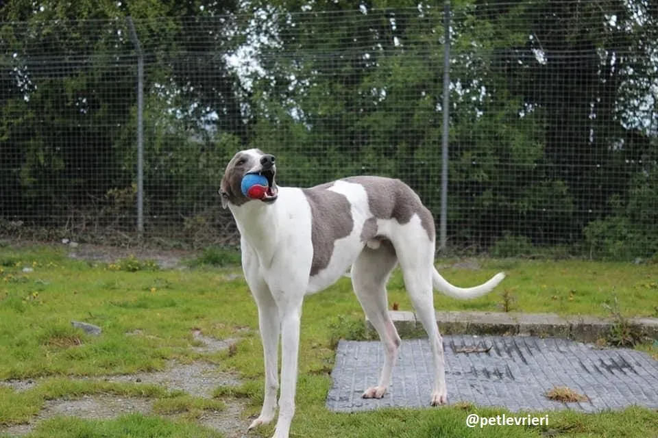 boyd adozione greyhound 4