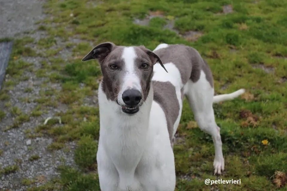 boyd adozione greyhound 5