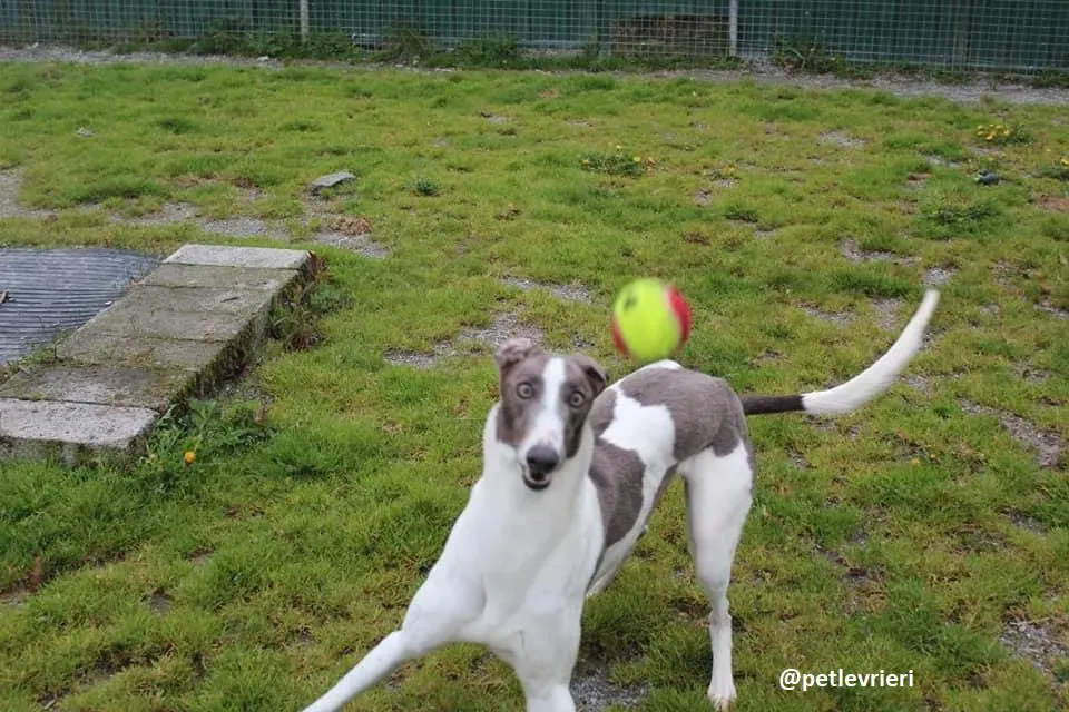 boyd adozione greyhound 6