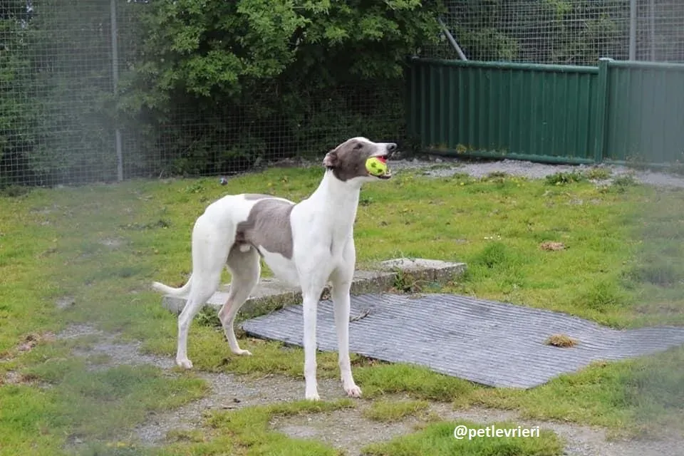 boyd adozione greyhound 7