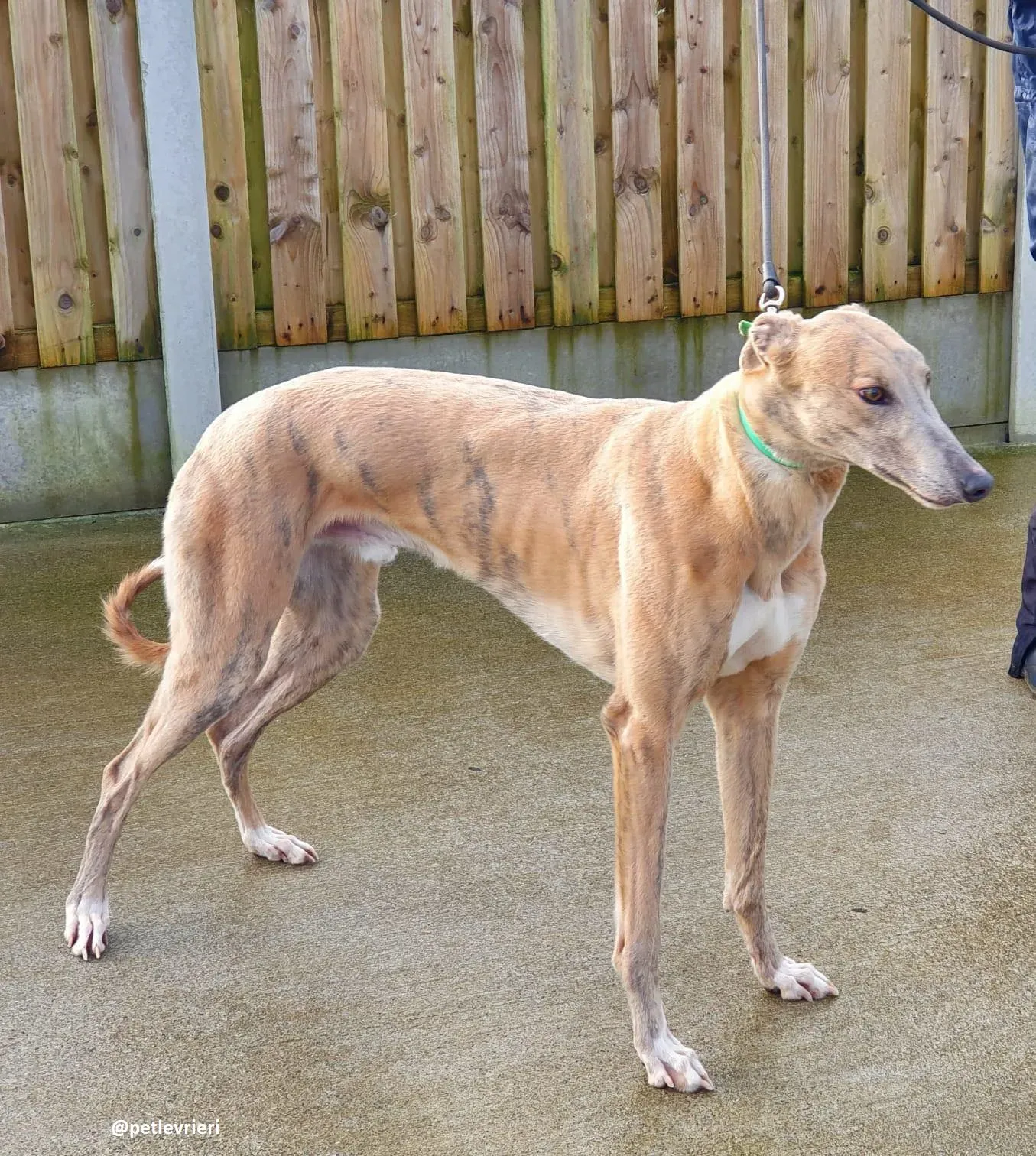 boyd adozione greyhound