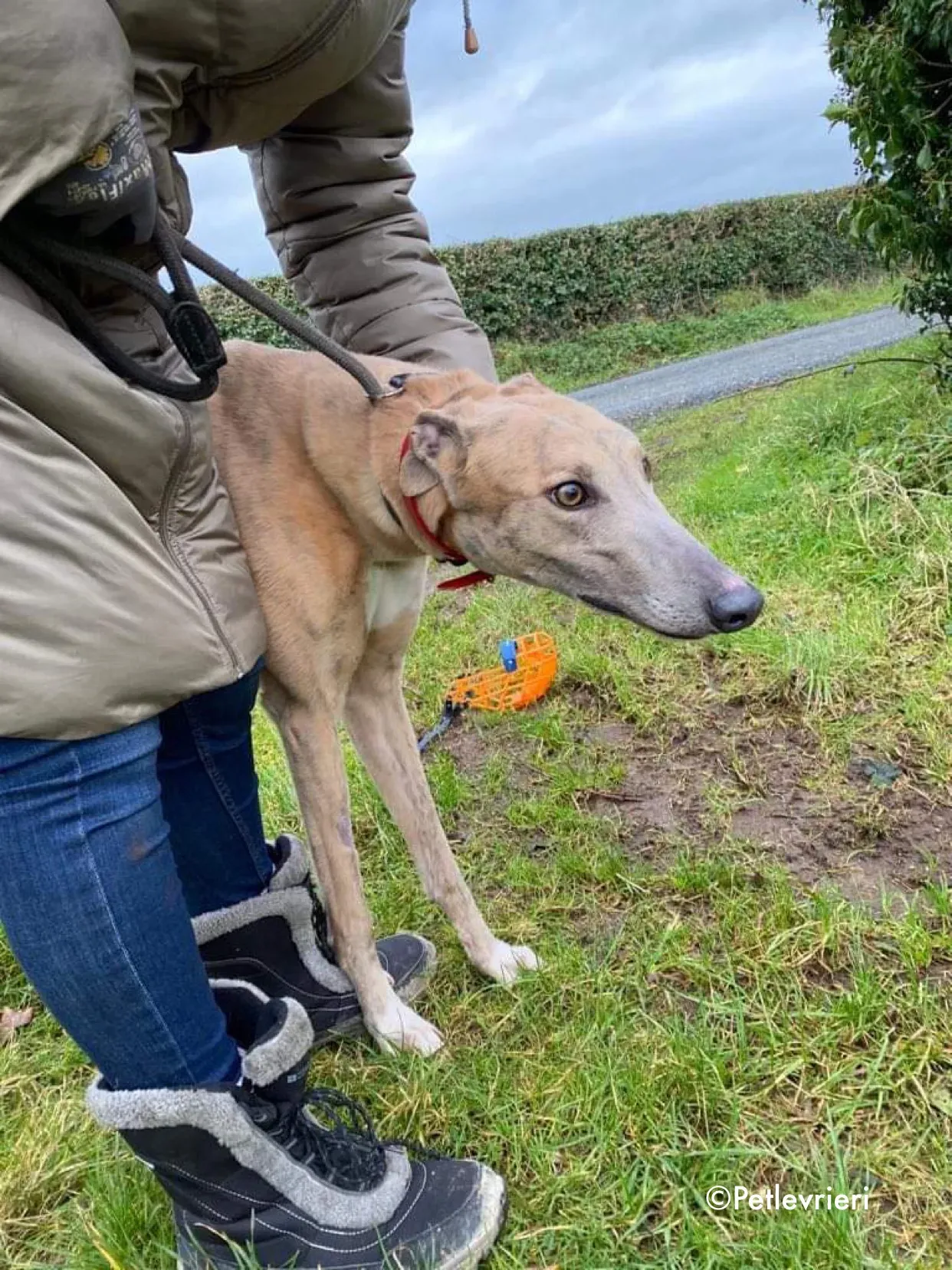 boyd adozione levrieri greyhound 1