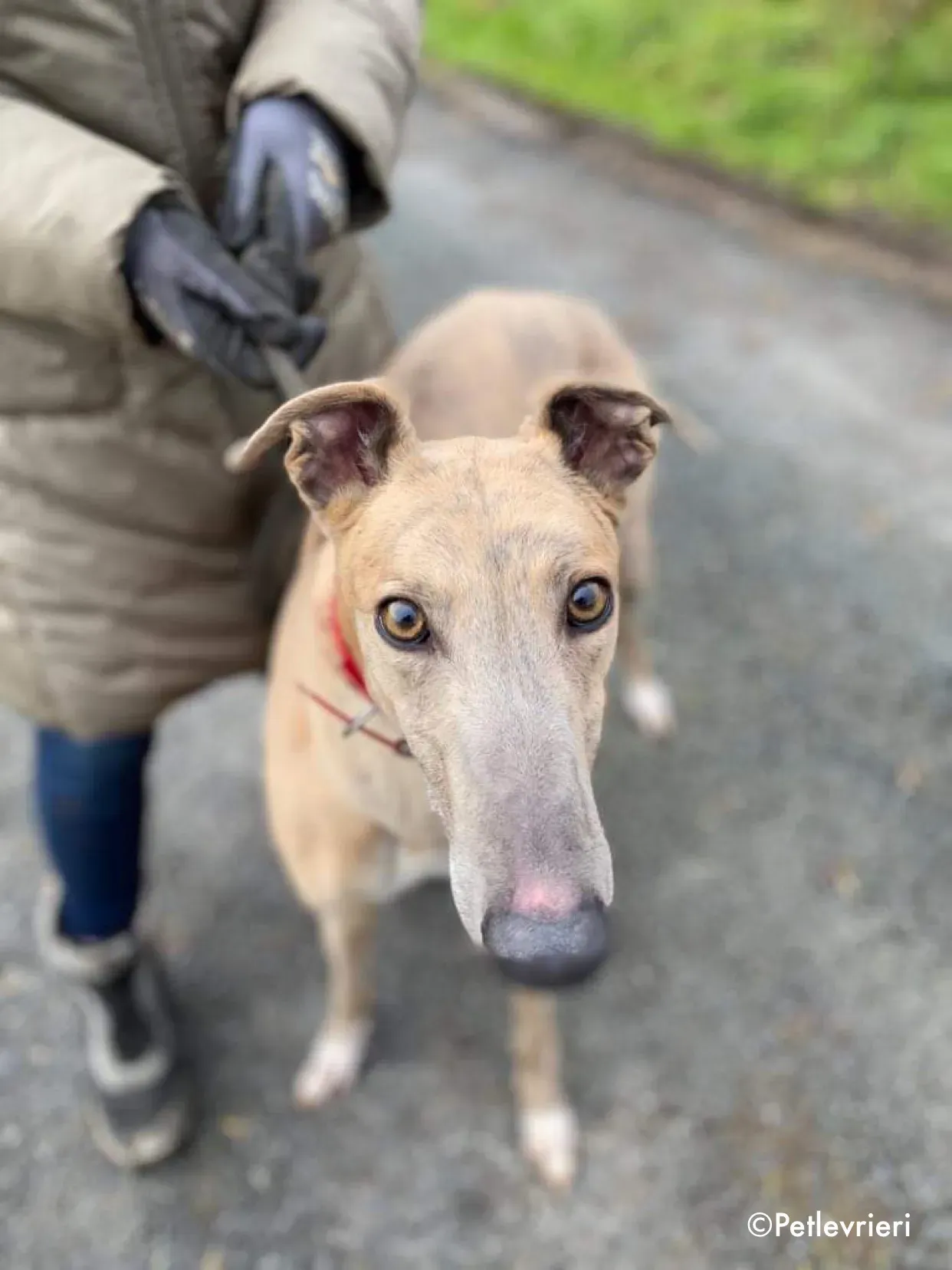 boyd adozione levrieri greyhound 10