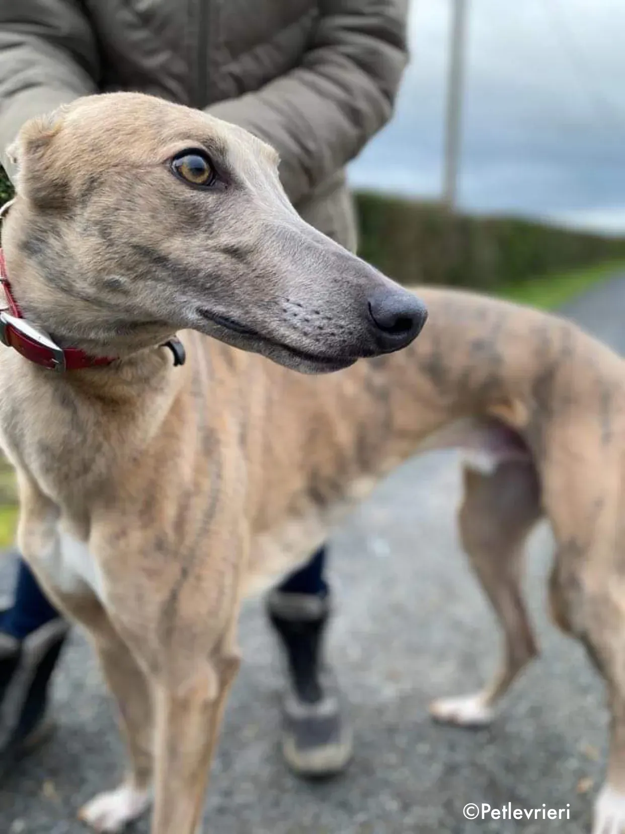 boyd adozione levrieri greyhound 11