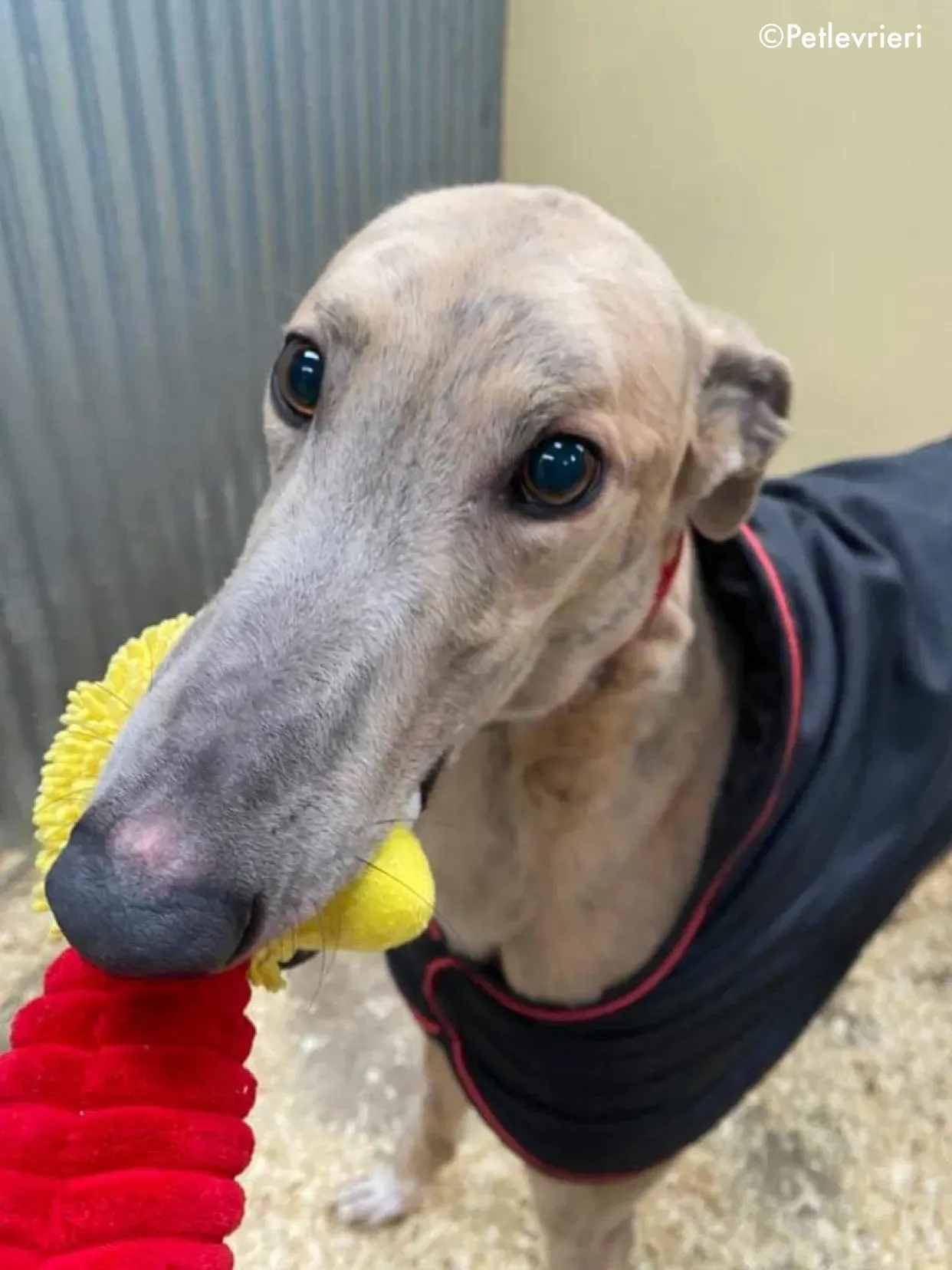 boyd adozione levrieri greyhound 12