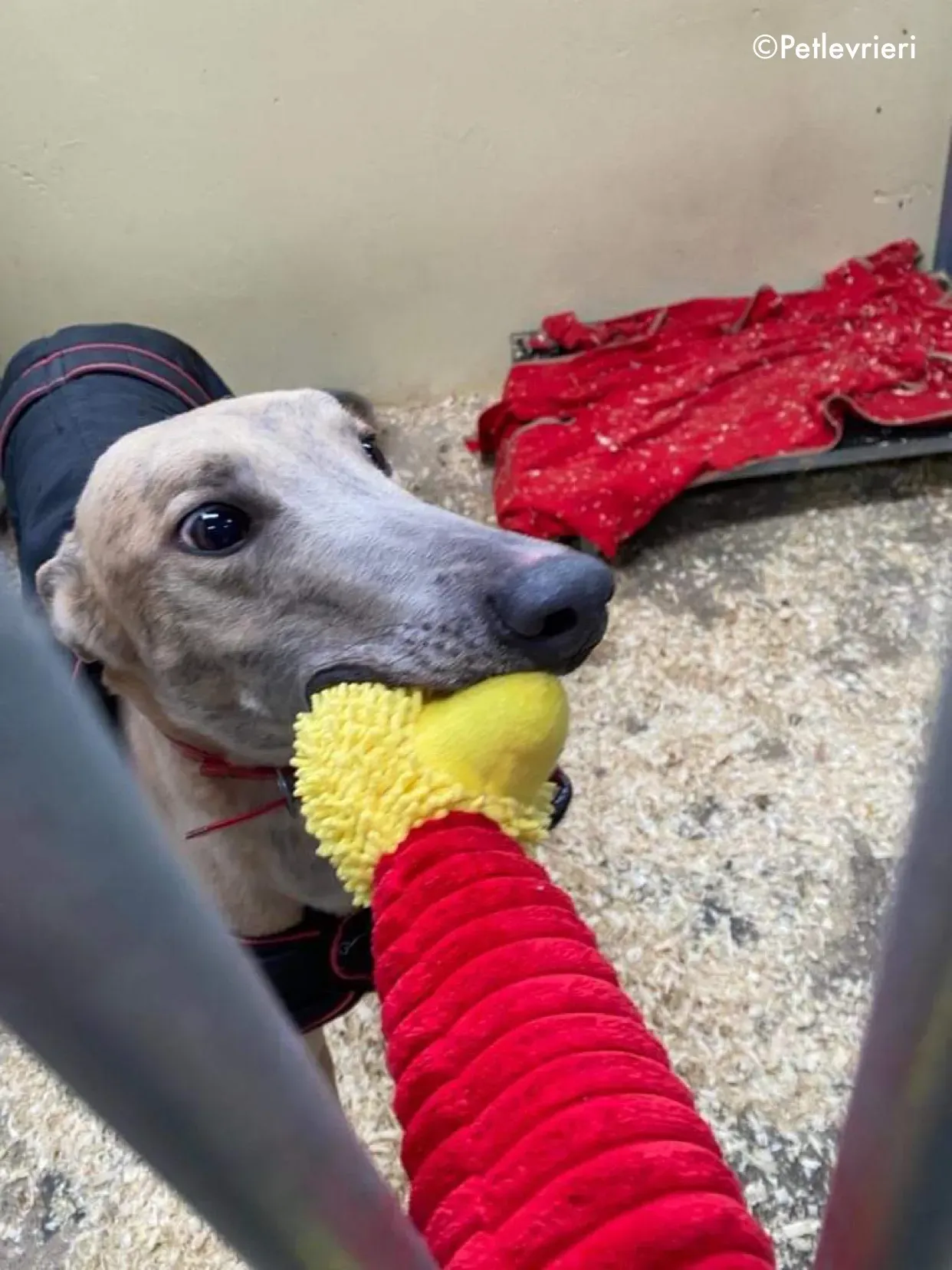 boyd adozione levrieri greyhound 13