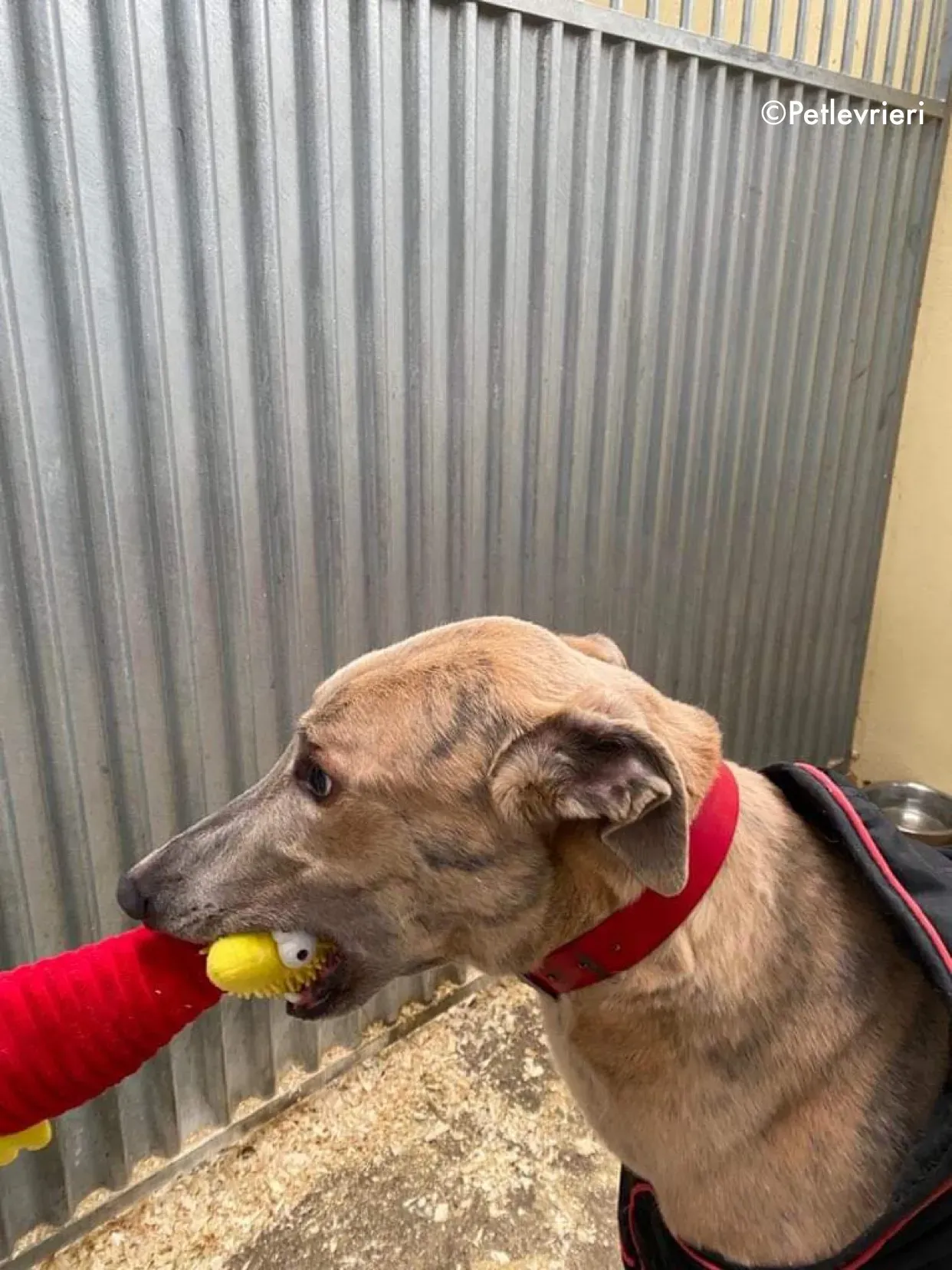 boyd adozione levrieri greyhound 14