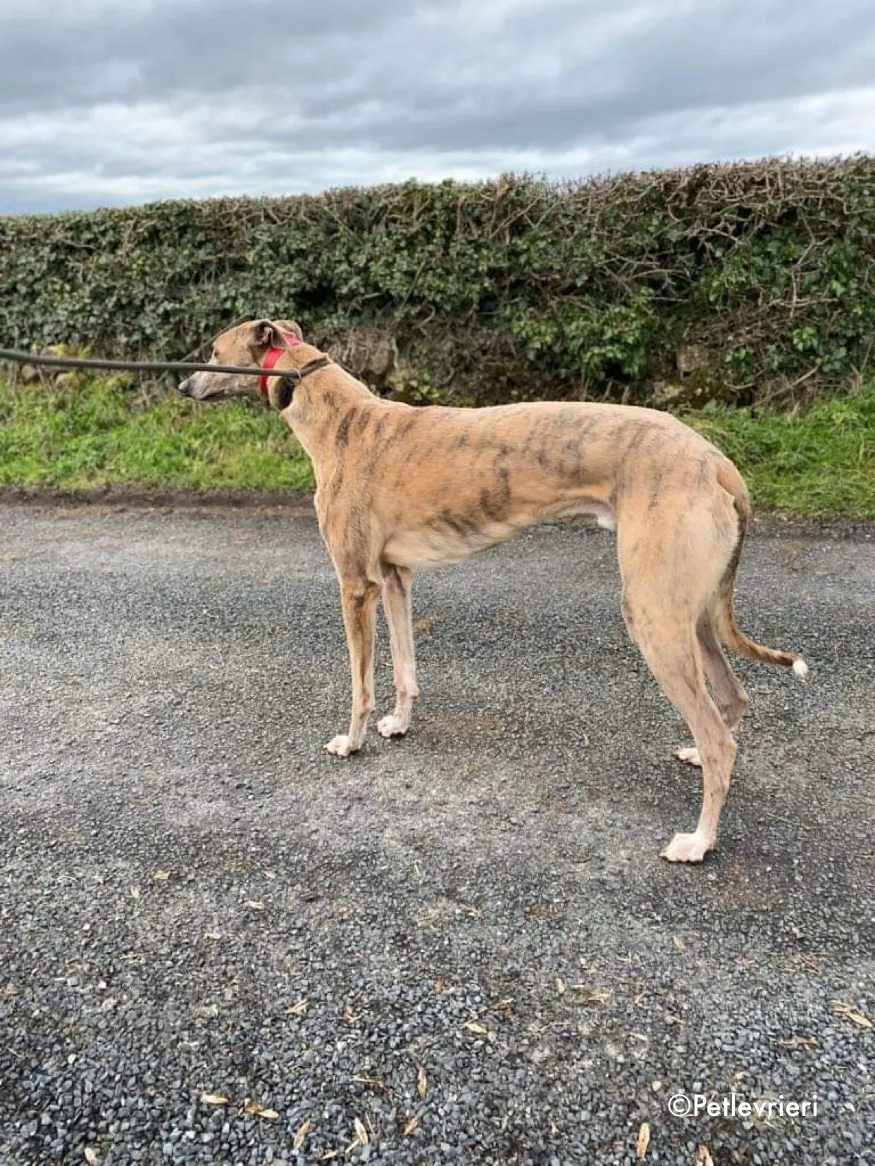 boyd adozione levrieri greyhound 2