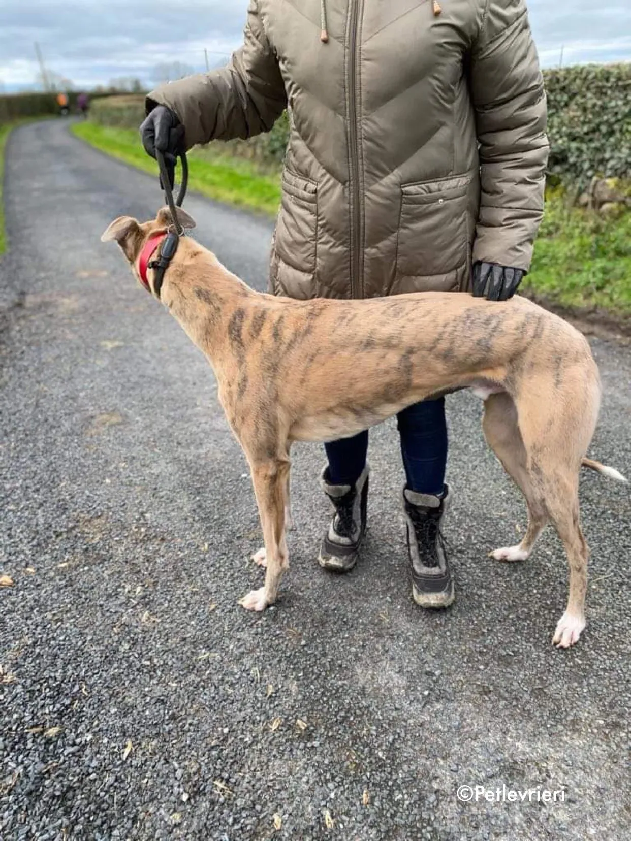 boyd adozione levrieri greyhound 4