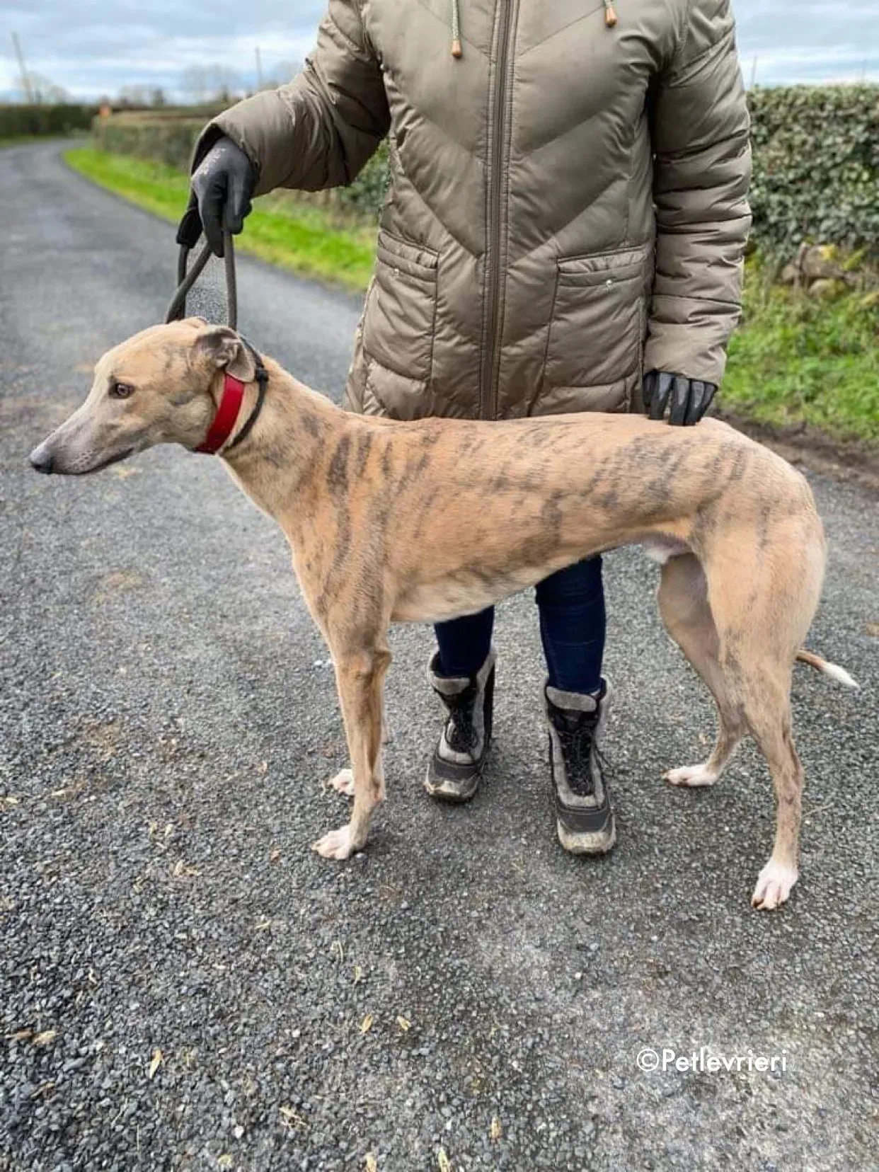 boyd adozione levrieri greyhound 5