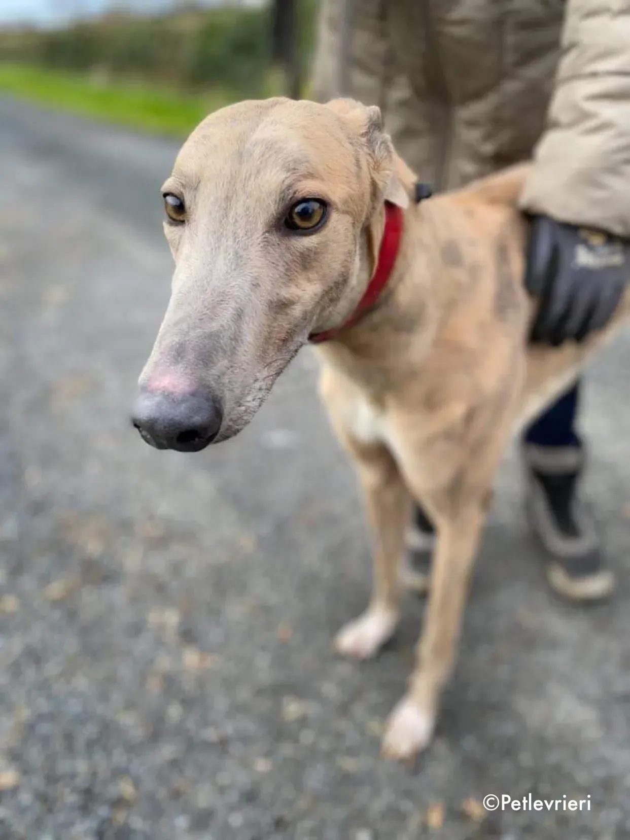 boyd adozione levrieri greyhound 6