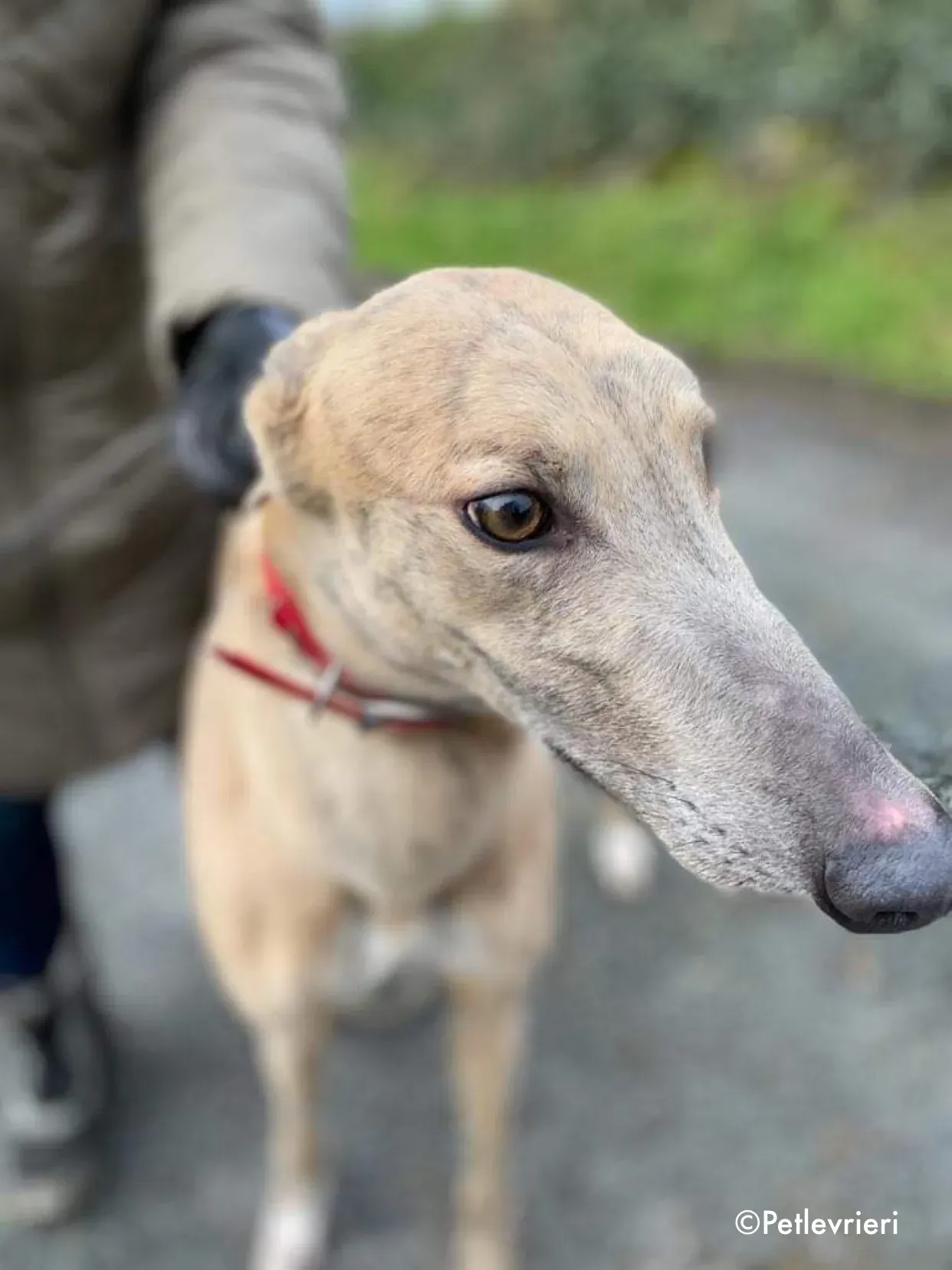 boyd adozione levrieri greyhound 7