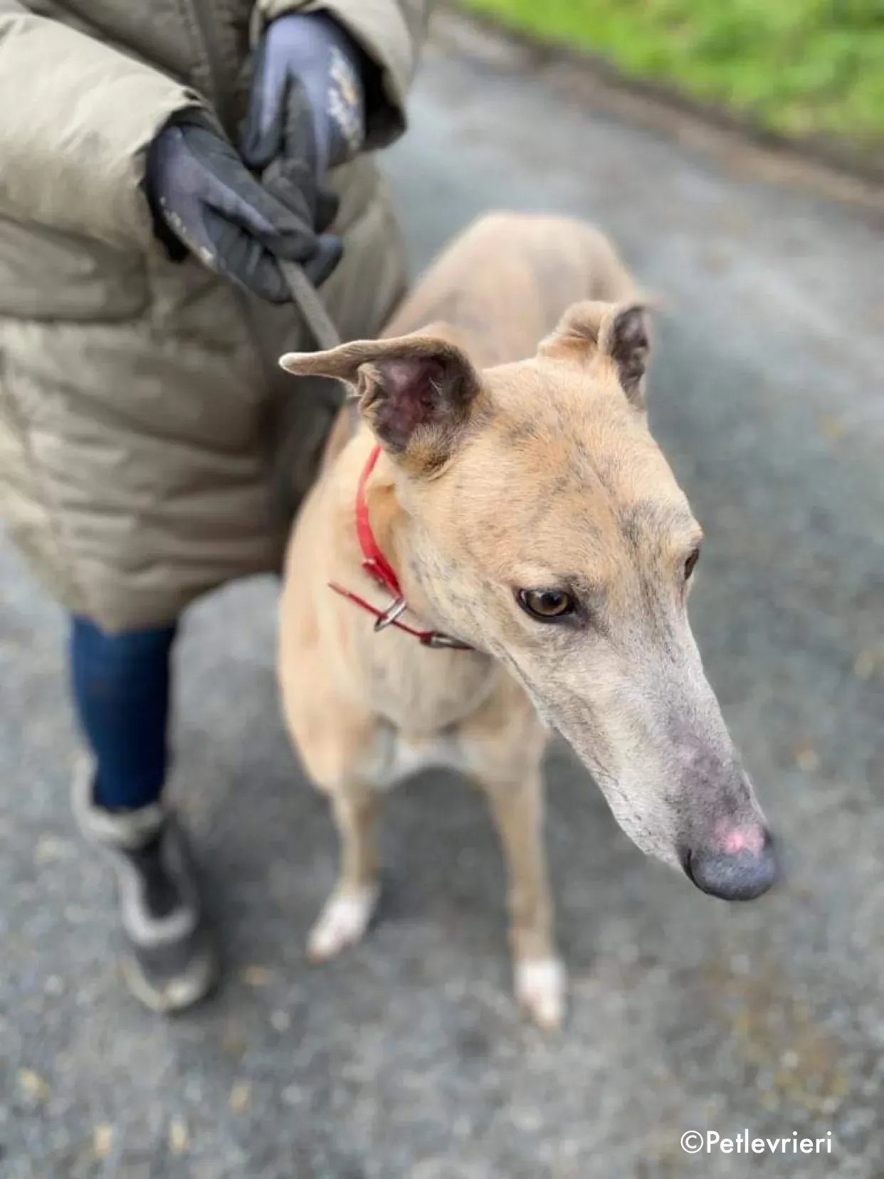 boyd adozione levrieri greyhound 8