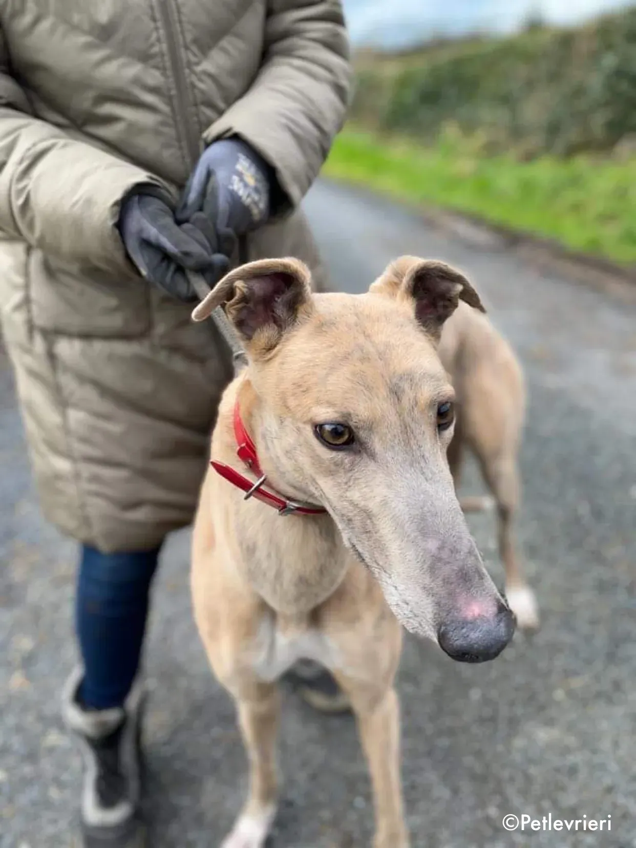 boyd adozione levrieri greyhound 9