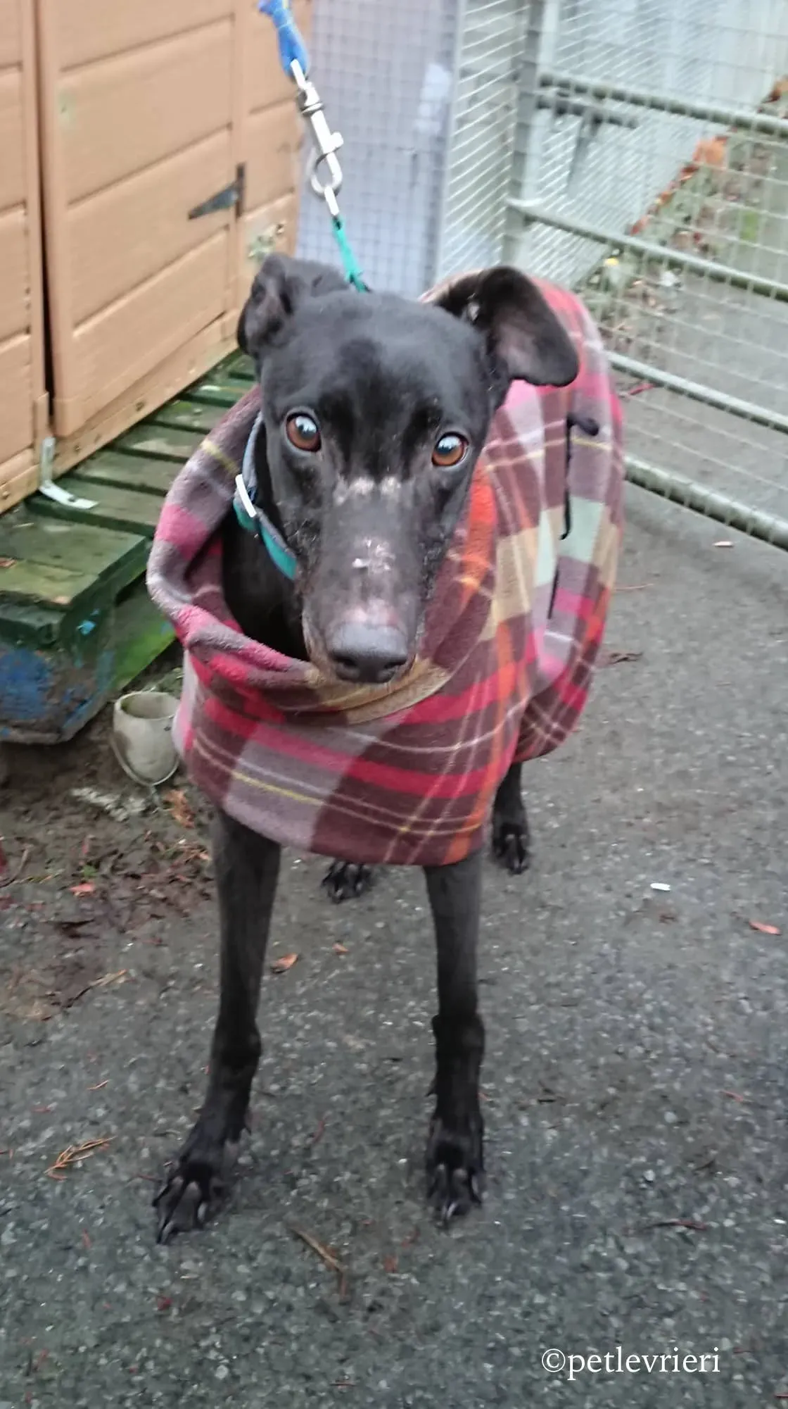 bradford adozione levrieri greyhound 1