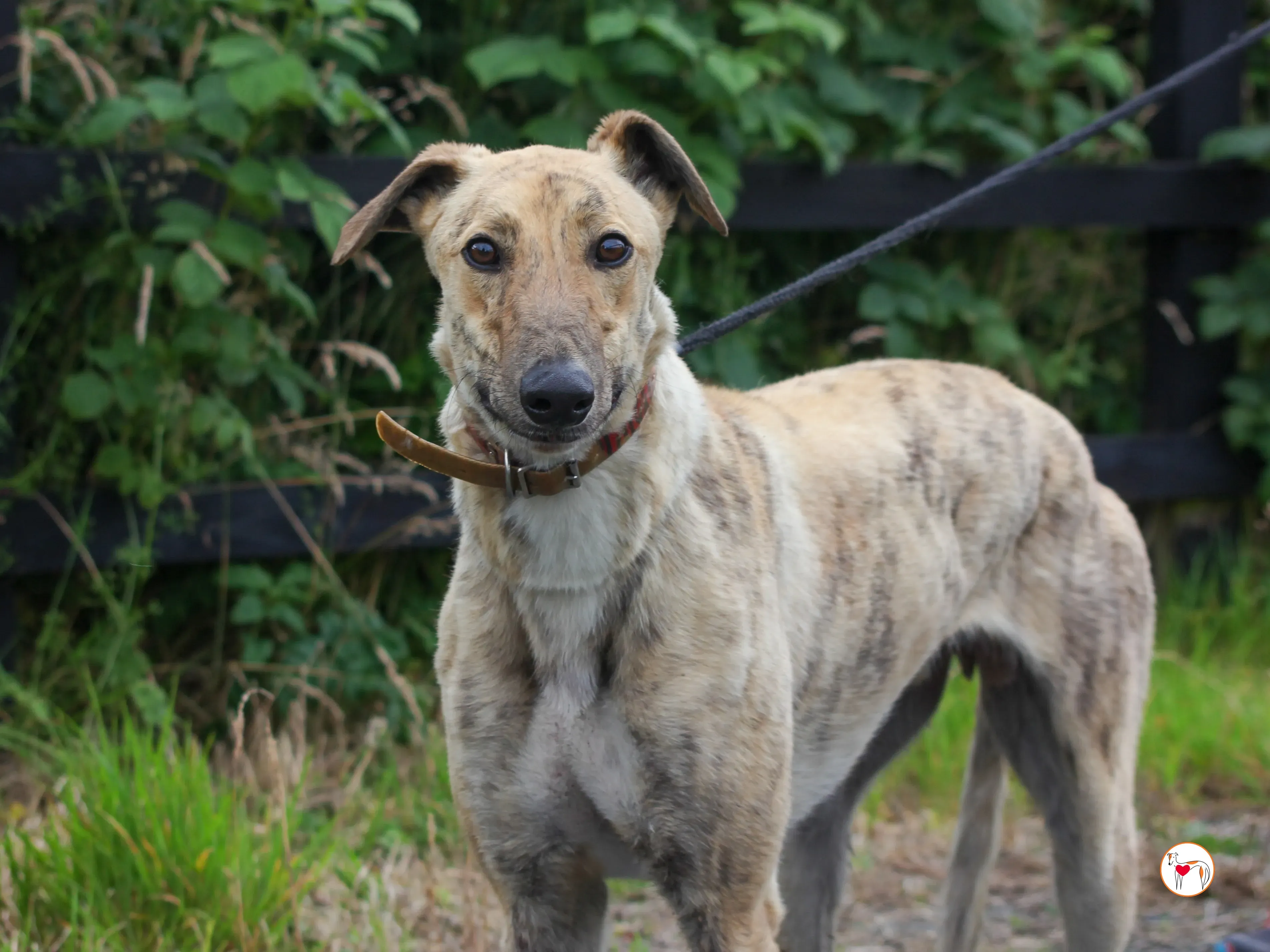 brando grey adozione 01